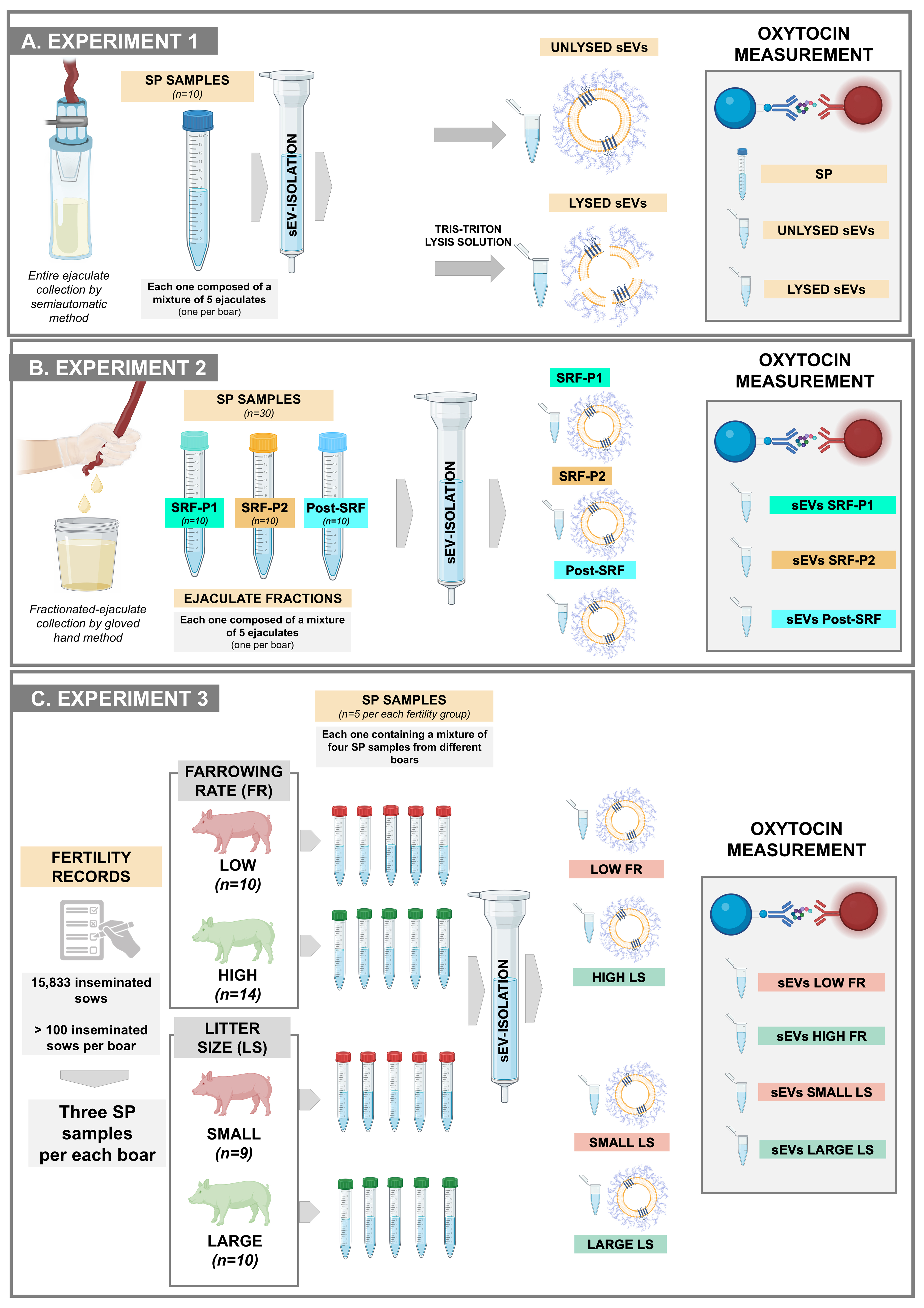 The extracellular vesicles of boar seminal plasma contain oxytocin at levels associated with fertility