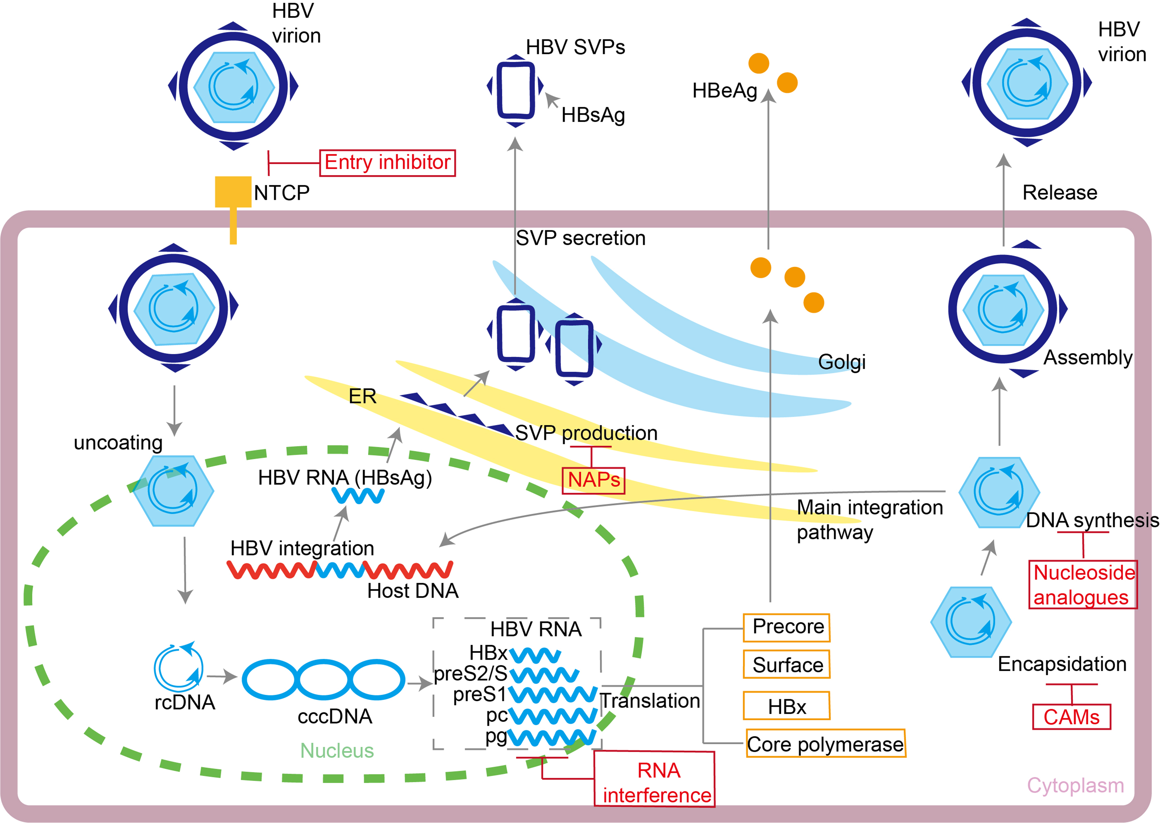 Functional cure of chronic hepatitis B virus infection: current therapeutic regimens