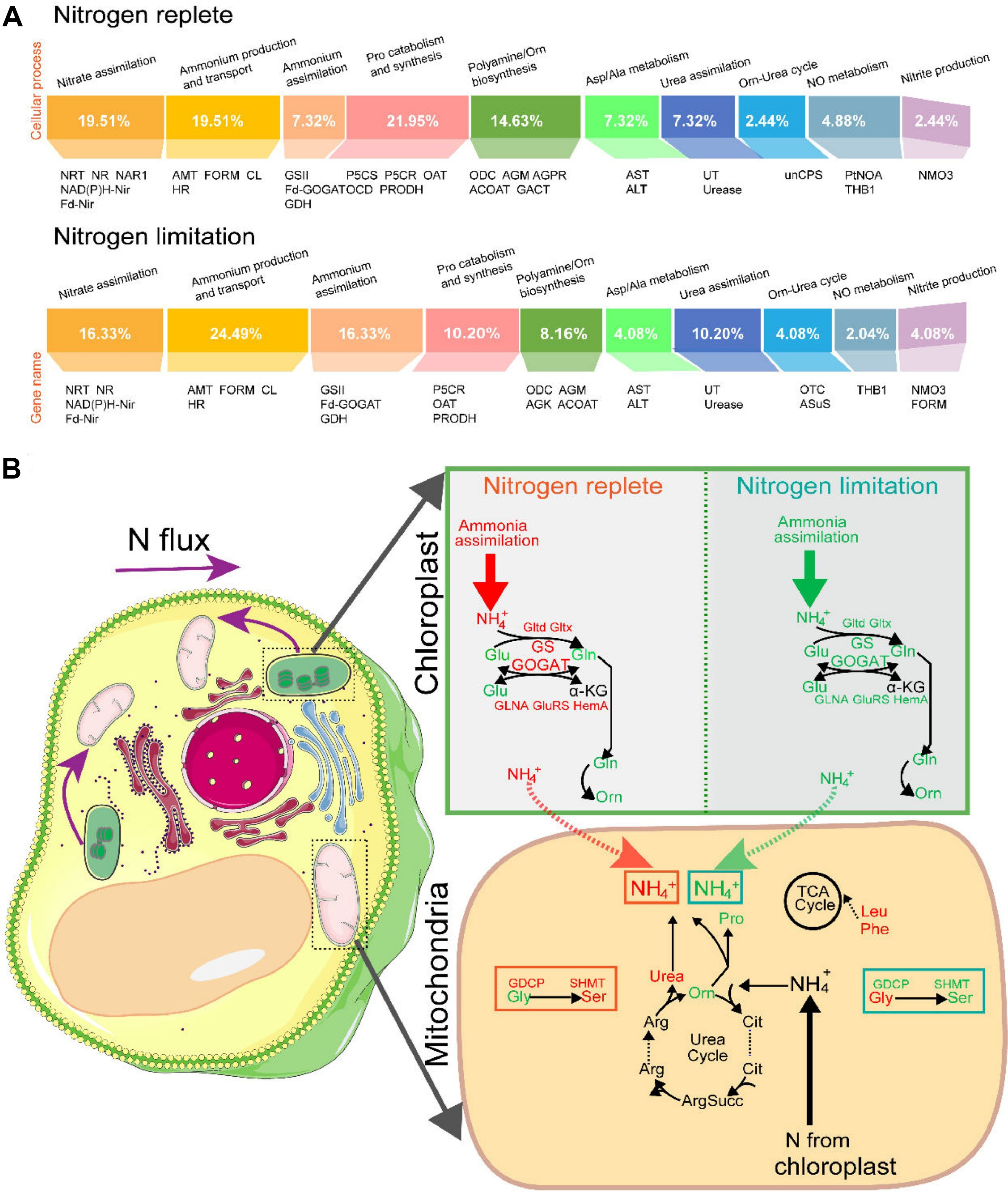 Microplastics and nanoplastics in ecosystems: mechanisms, microbial disruption, and functional consequences