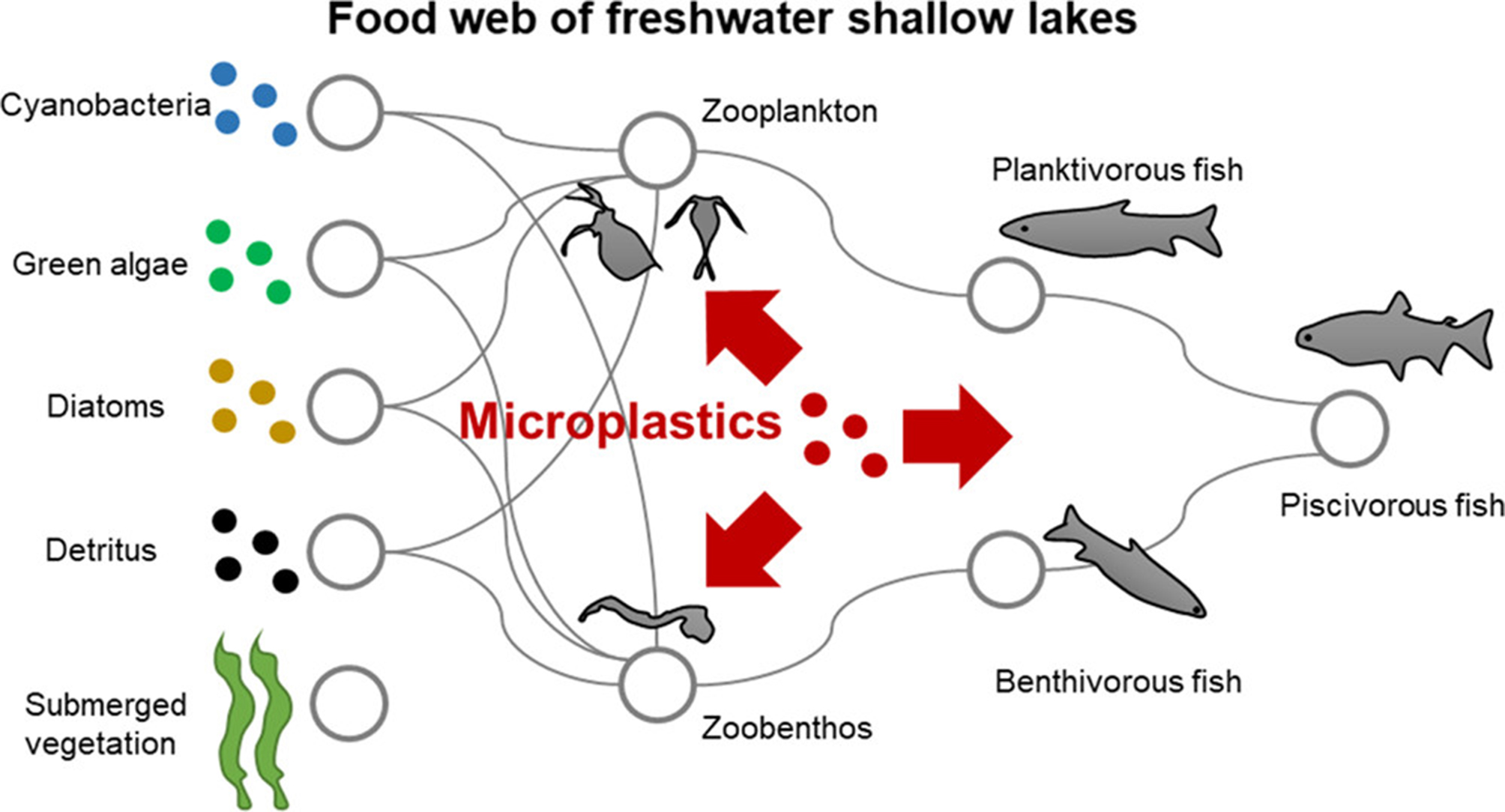 Microplastics and nanoplastics in ecosystems: mechanisms, microbial disruption, and functional consequences