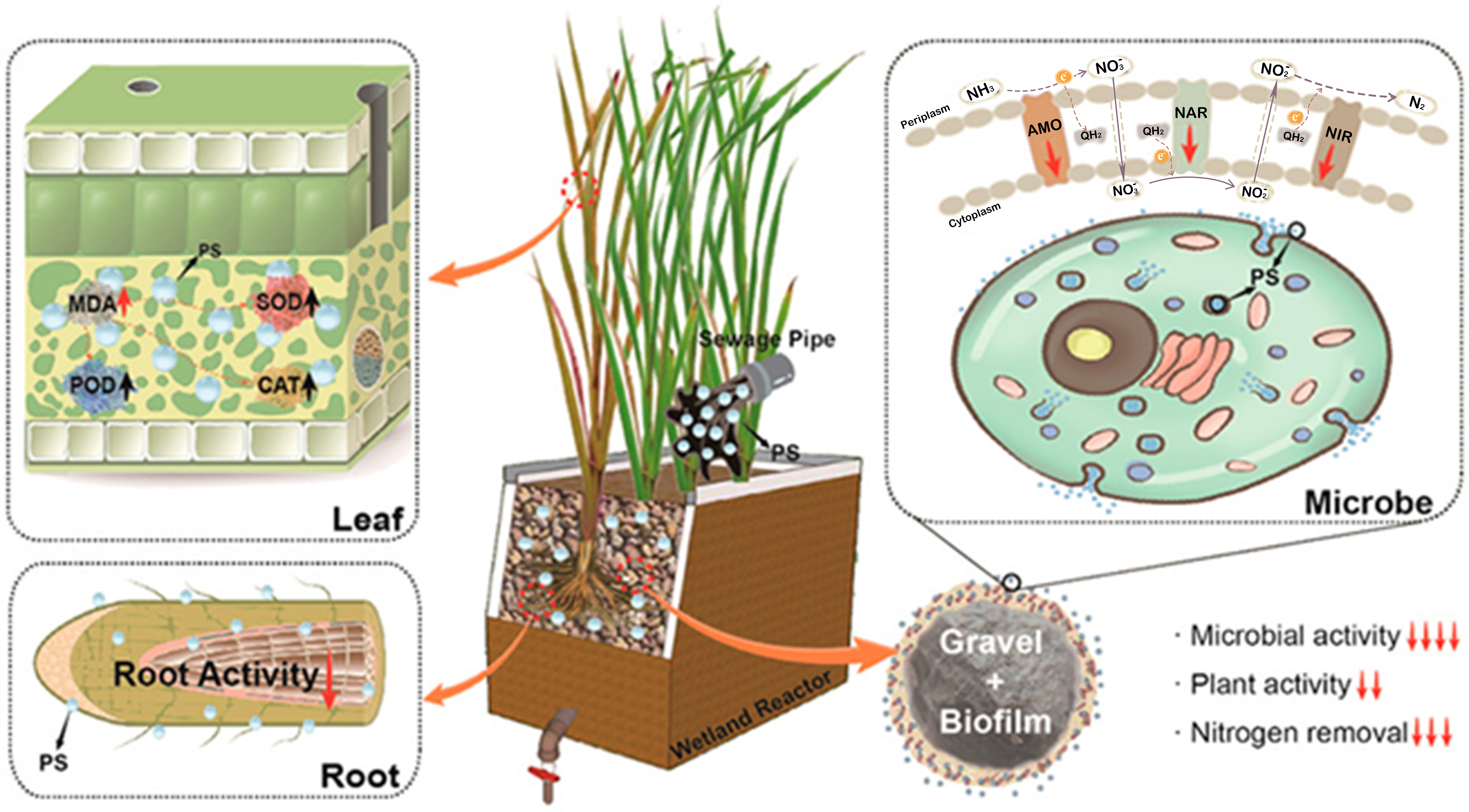 Microplastics and nanoplastics in ecosystems: mechanisms, microbial disruption, and functional consequences