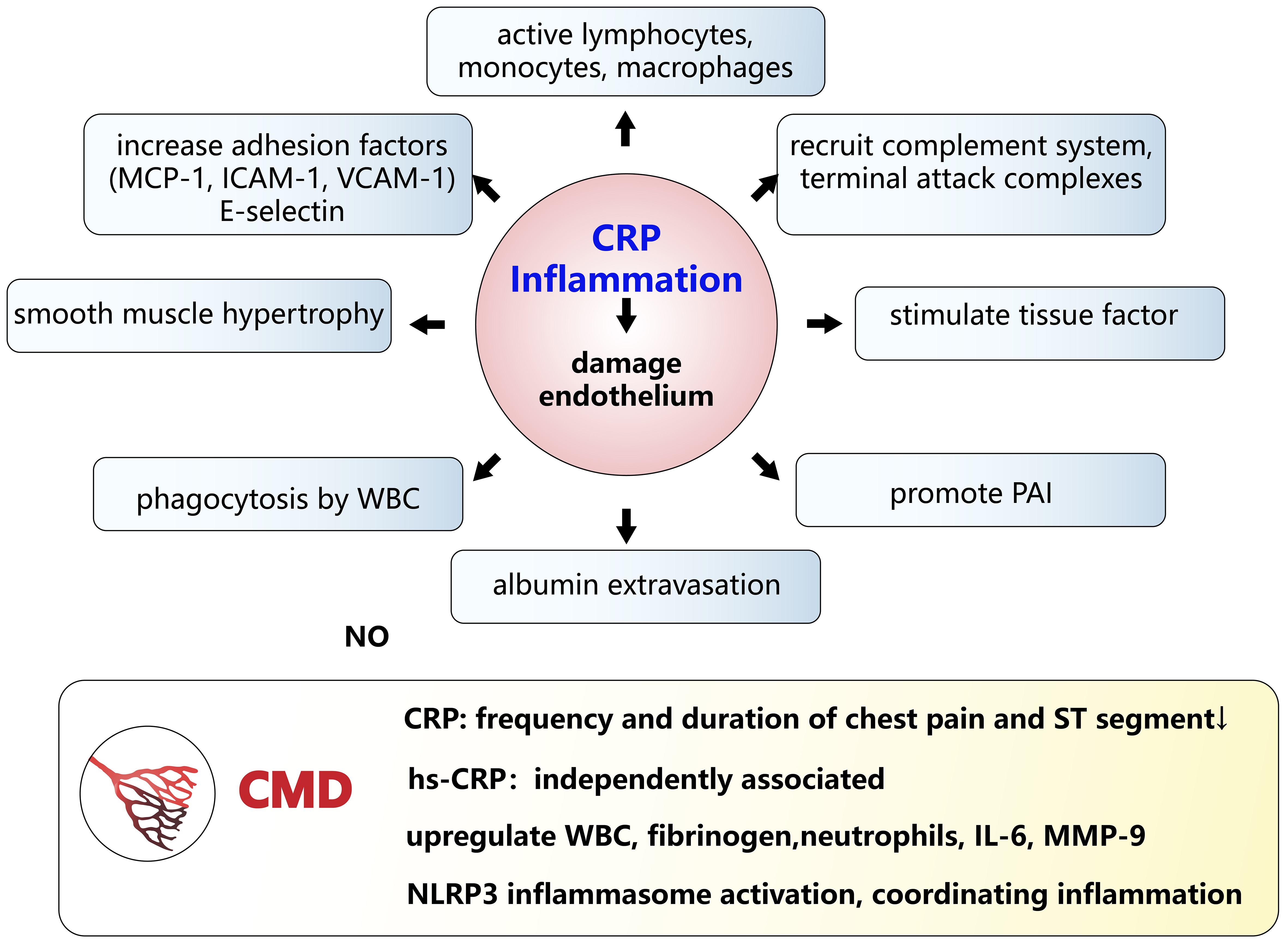 The emerging pathological mechanism of coronary microvascular dysfunction: a narrative review