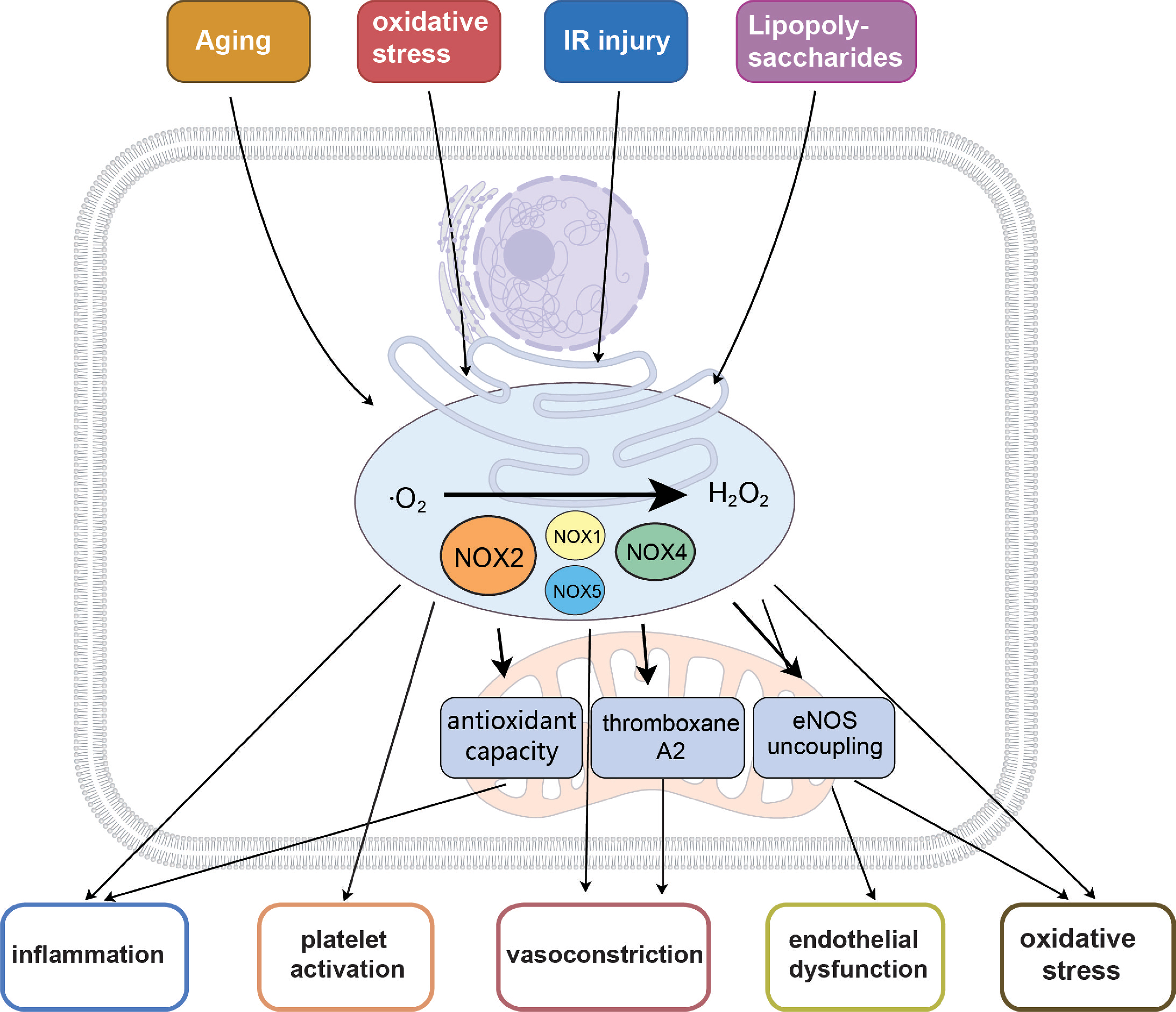 The emerging pathological mechanism of coronary microvascular dysfunction: a narrative review