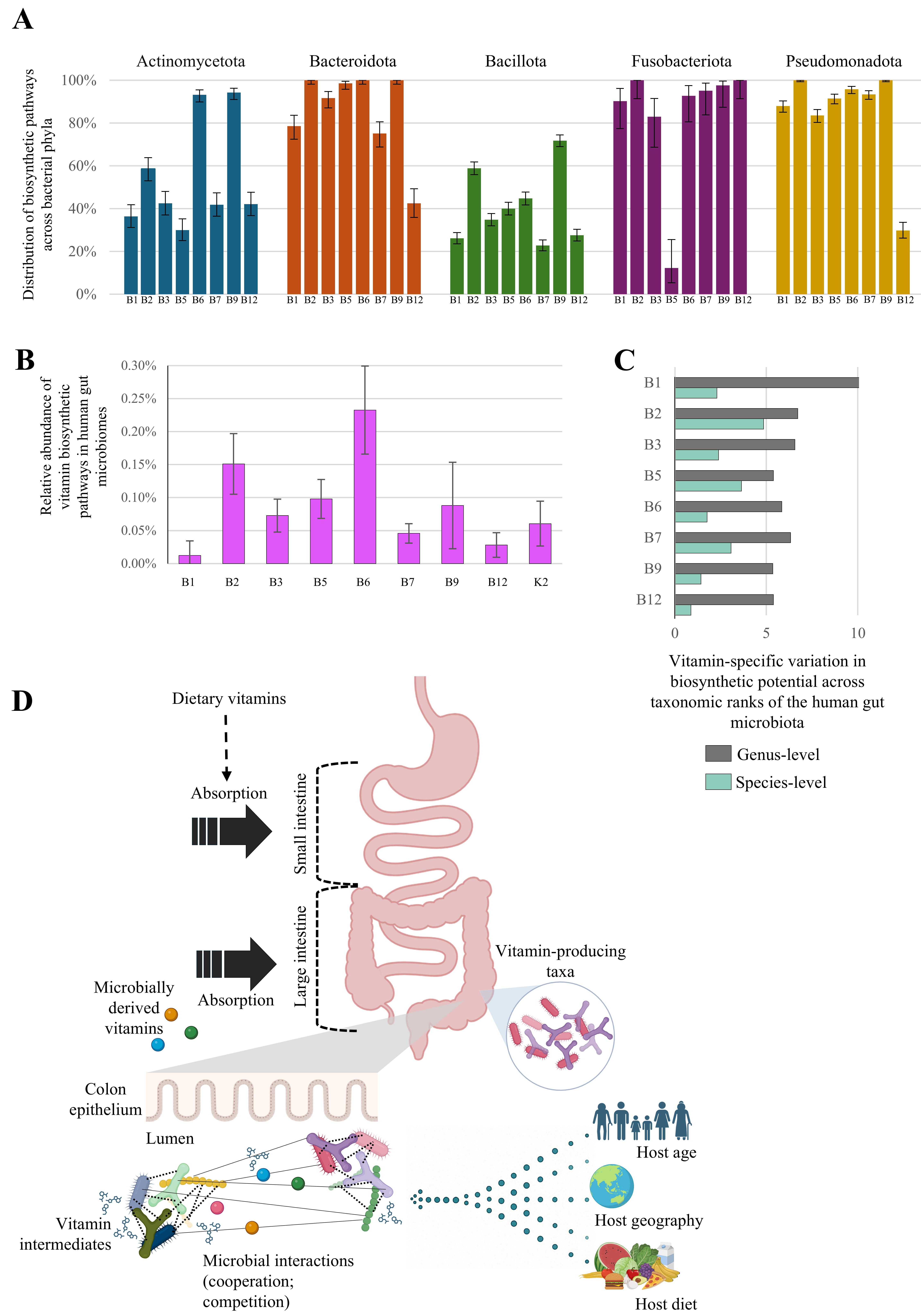 Approaches to dissect the vitamin biosynthetic network of the gut microbiota
