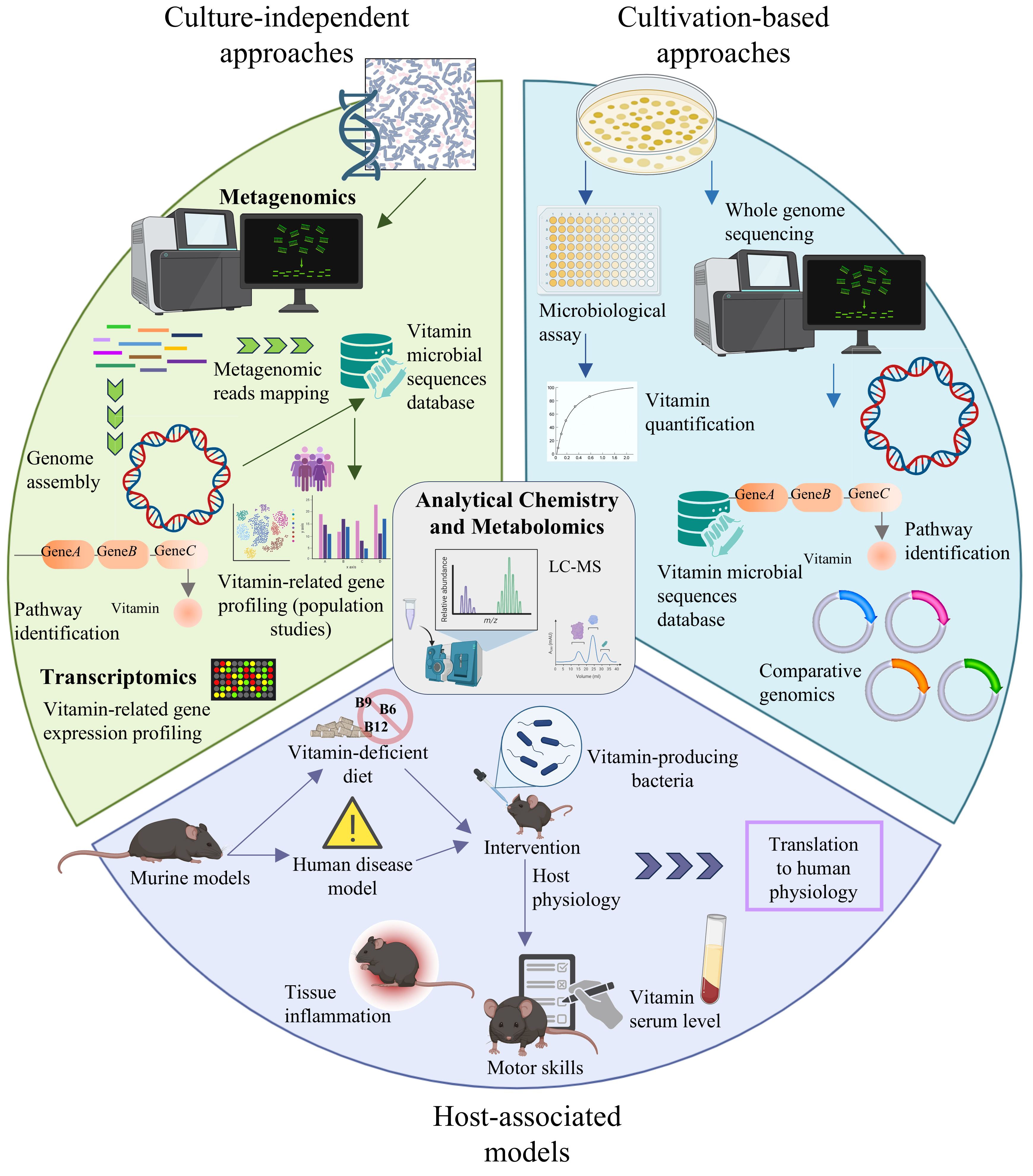Approaches to dissect the vitamin biosynthetic network of the gut microbiota