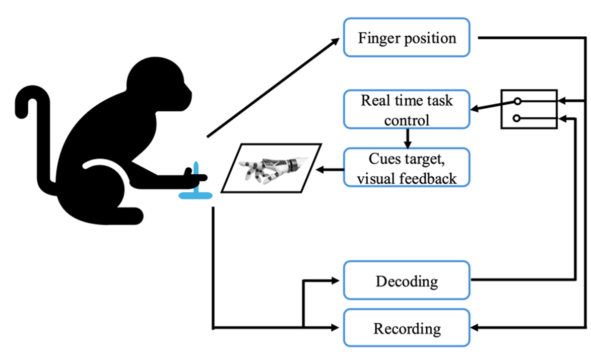 Machine learning for Regenerative Peripheral Nerve Interface-based prosthetic control: current applications and clinical translation