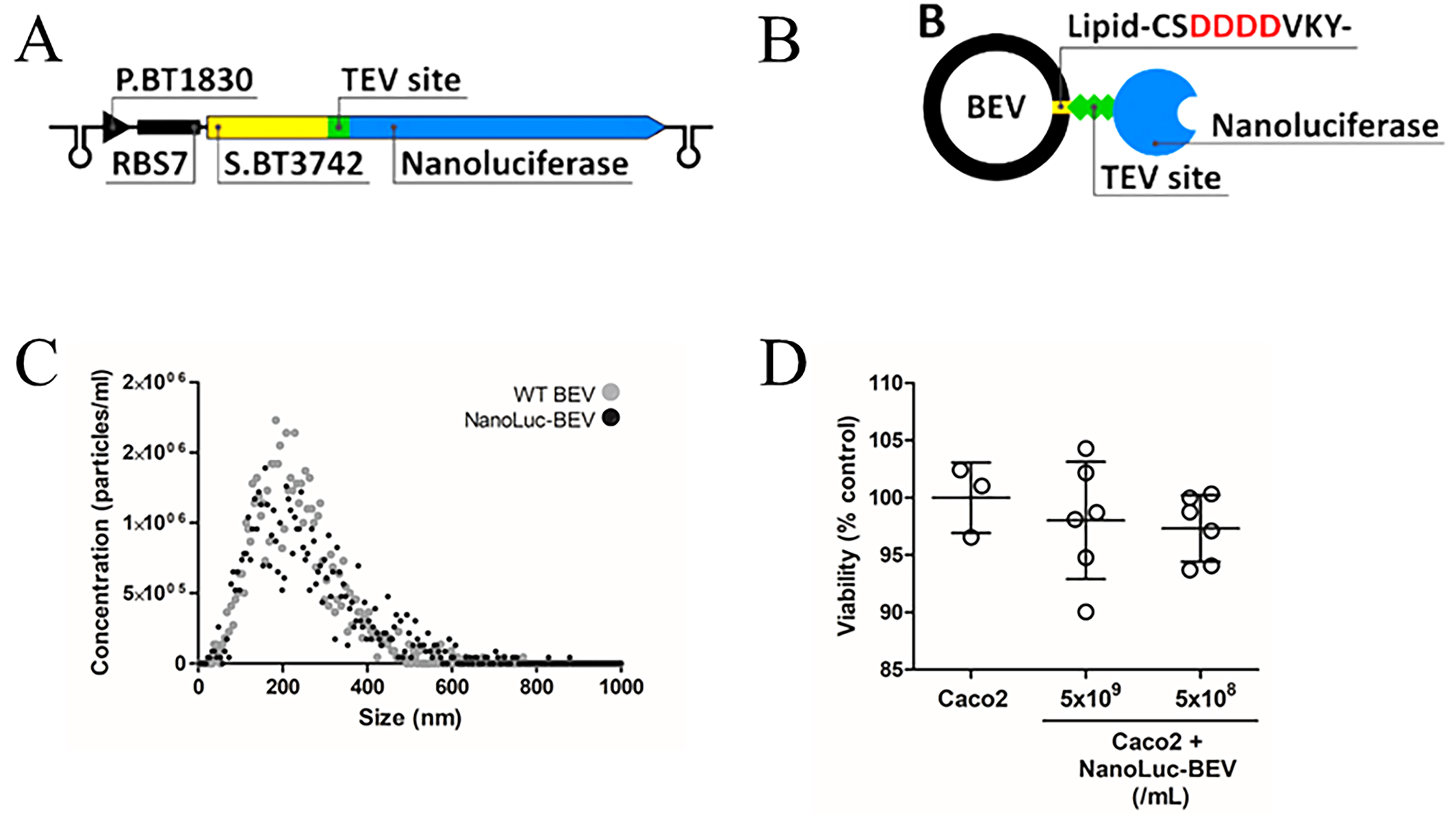 Special delivery - extracellular vesicles released by commensal gut bacteria deliver bioactive protein to distal organs