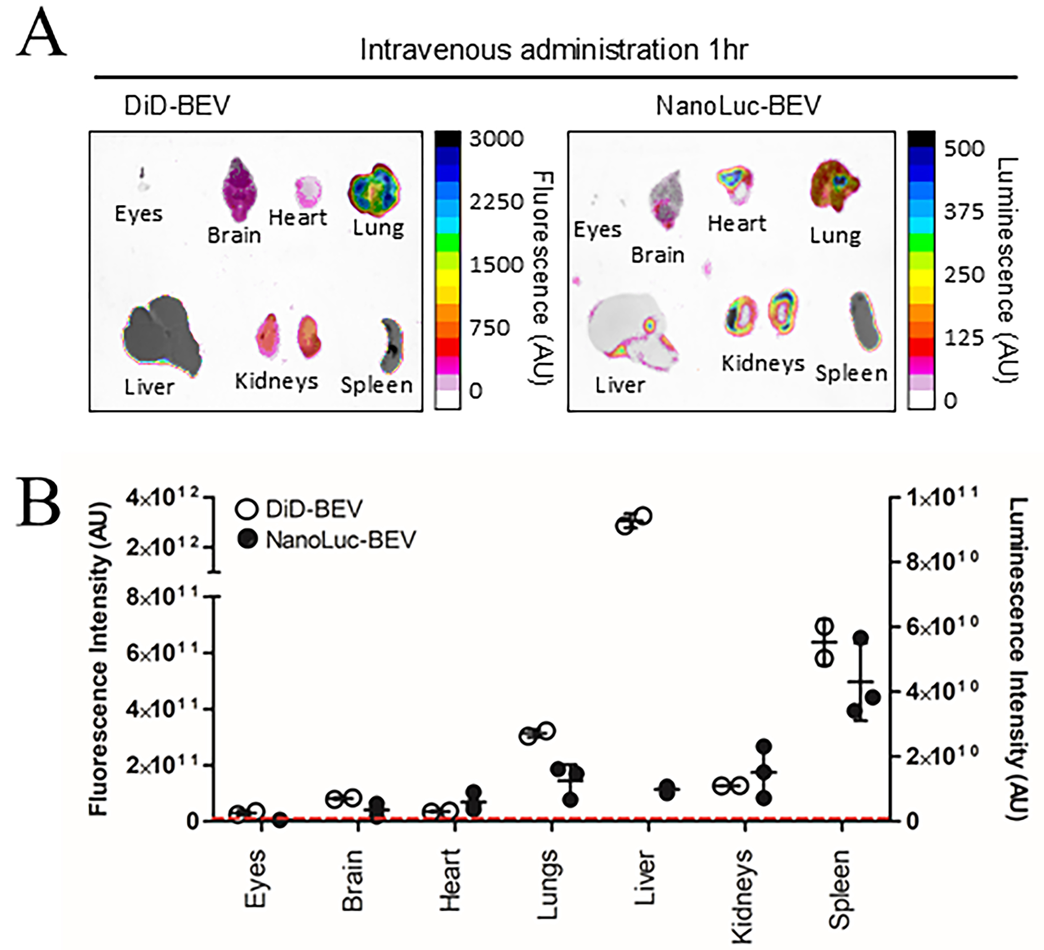 Special delivery - extracellular vesicles released by commensal gut bacteria deliver bioactive protein to distal organs