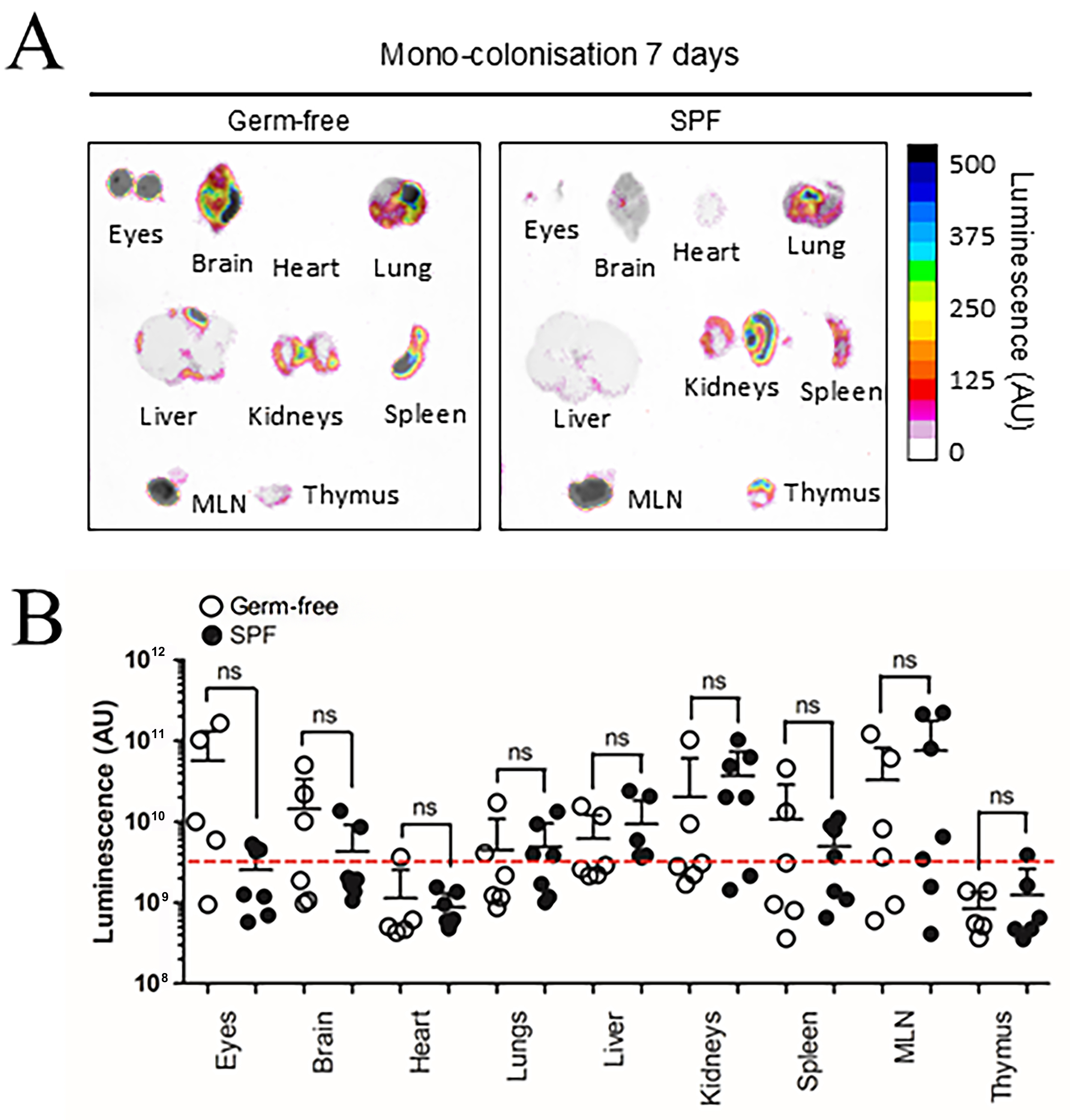 Special delivery - extracellular vesicles released by commensal gut bacteria deliver bioactive protein to distal organs