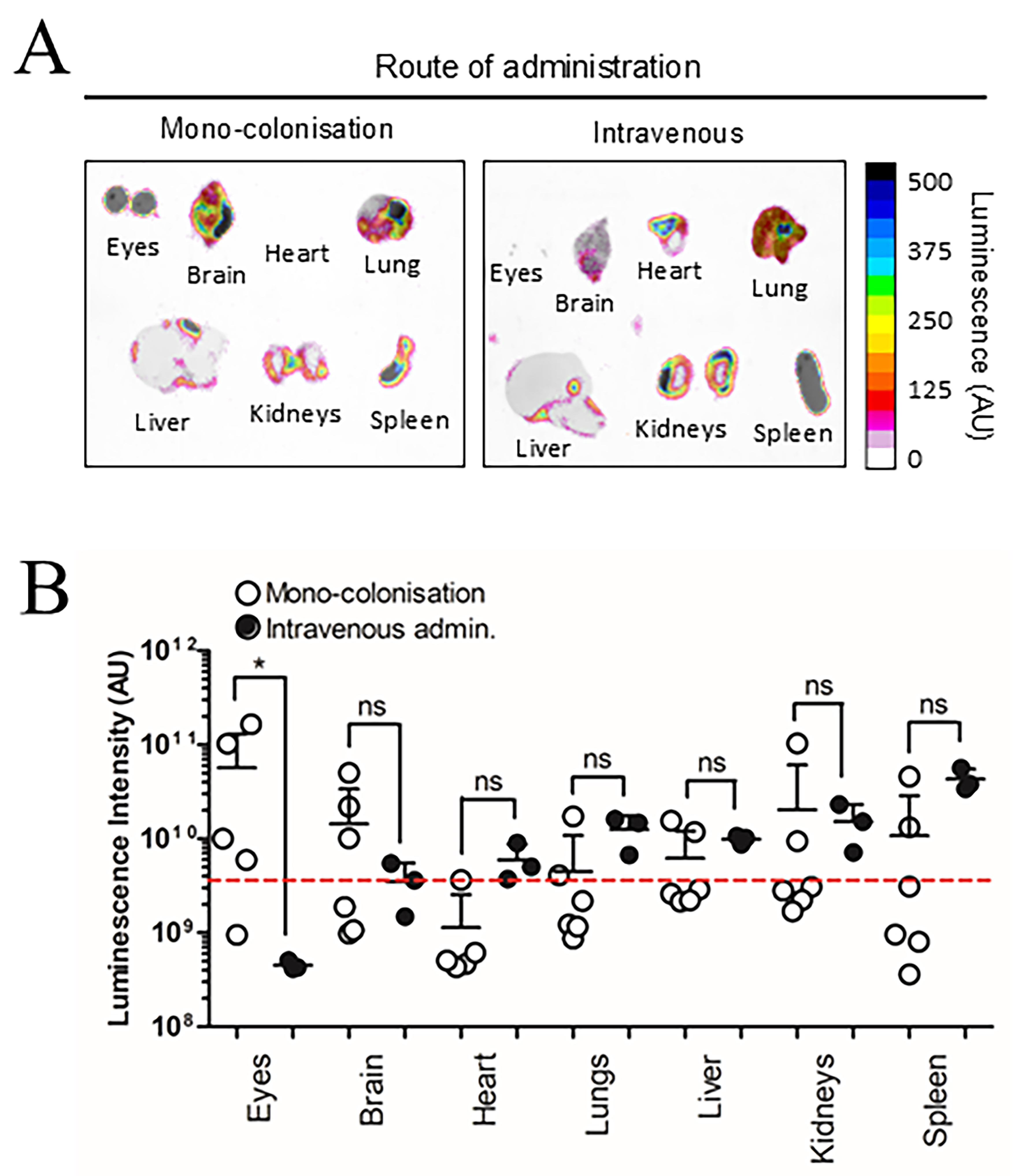 Special delivery - extracellular vesicles released by commensal gut bacteria deliver bioactive protein to distal organs