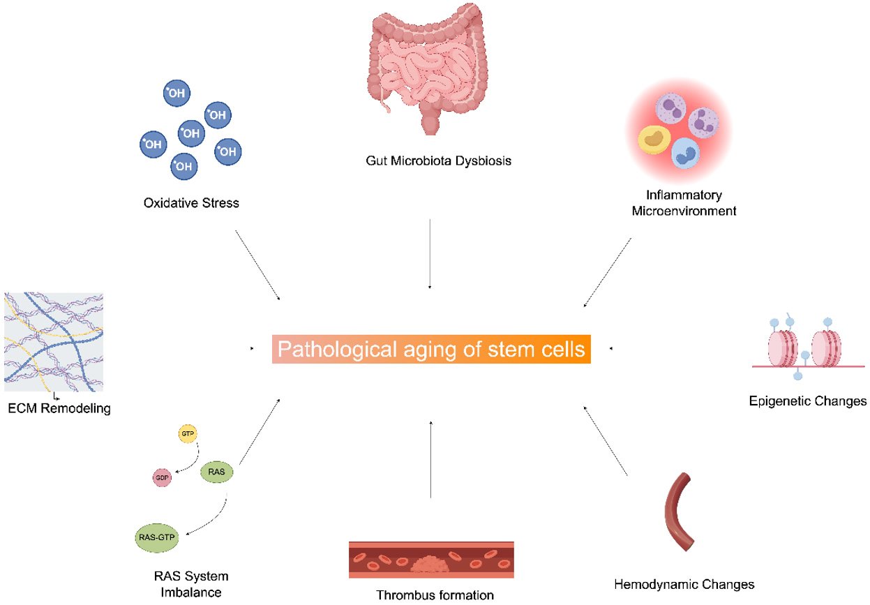 Stem cell-based strategies for vascular aging: from mechanistic insights to clinical translation