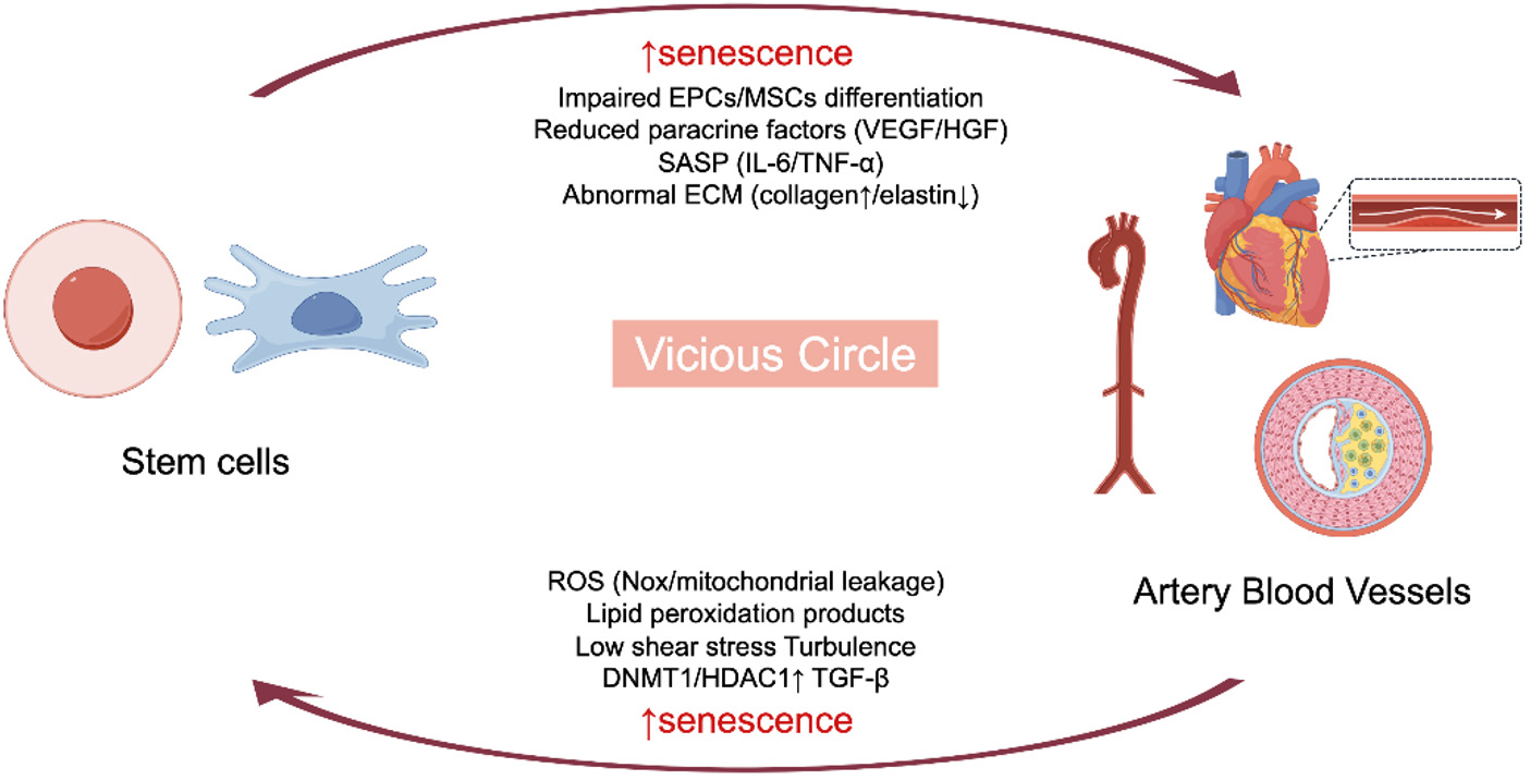 Stem cell-based strategies for vascular aging: from mechanistic insights to clinical translation