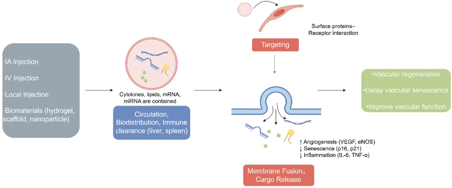 Stem cell-based strategies for vascular aging: from mechanistic insights to clinical translation