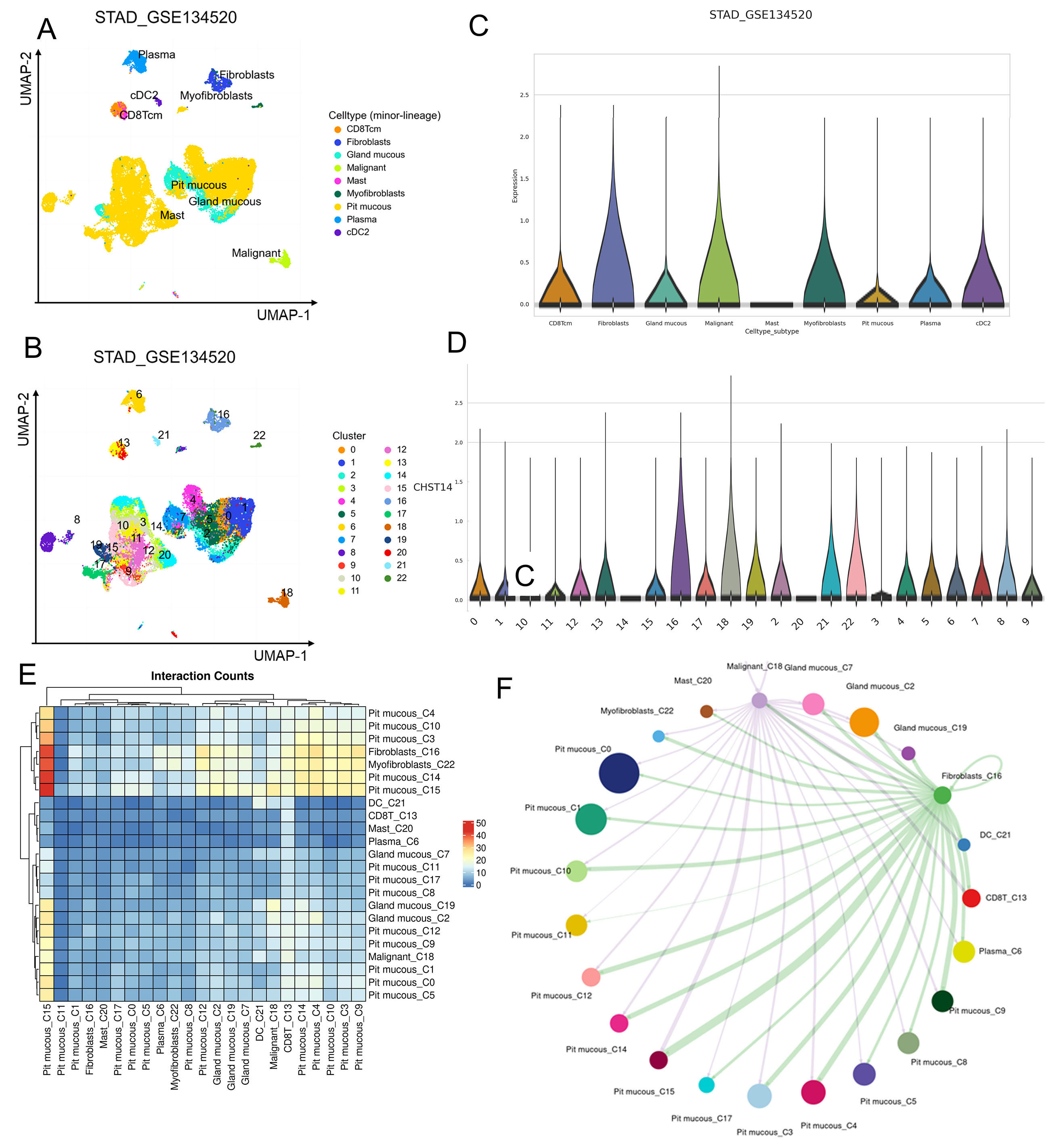 Deciphering the role of CHST14 in gastric cancer through <i>in silico</i> analysis