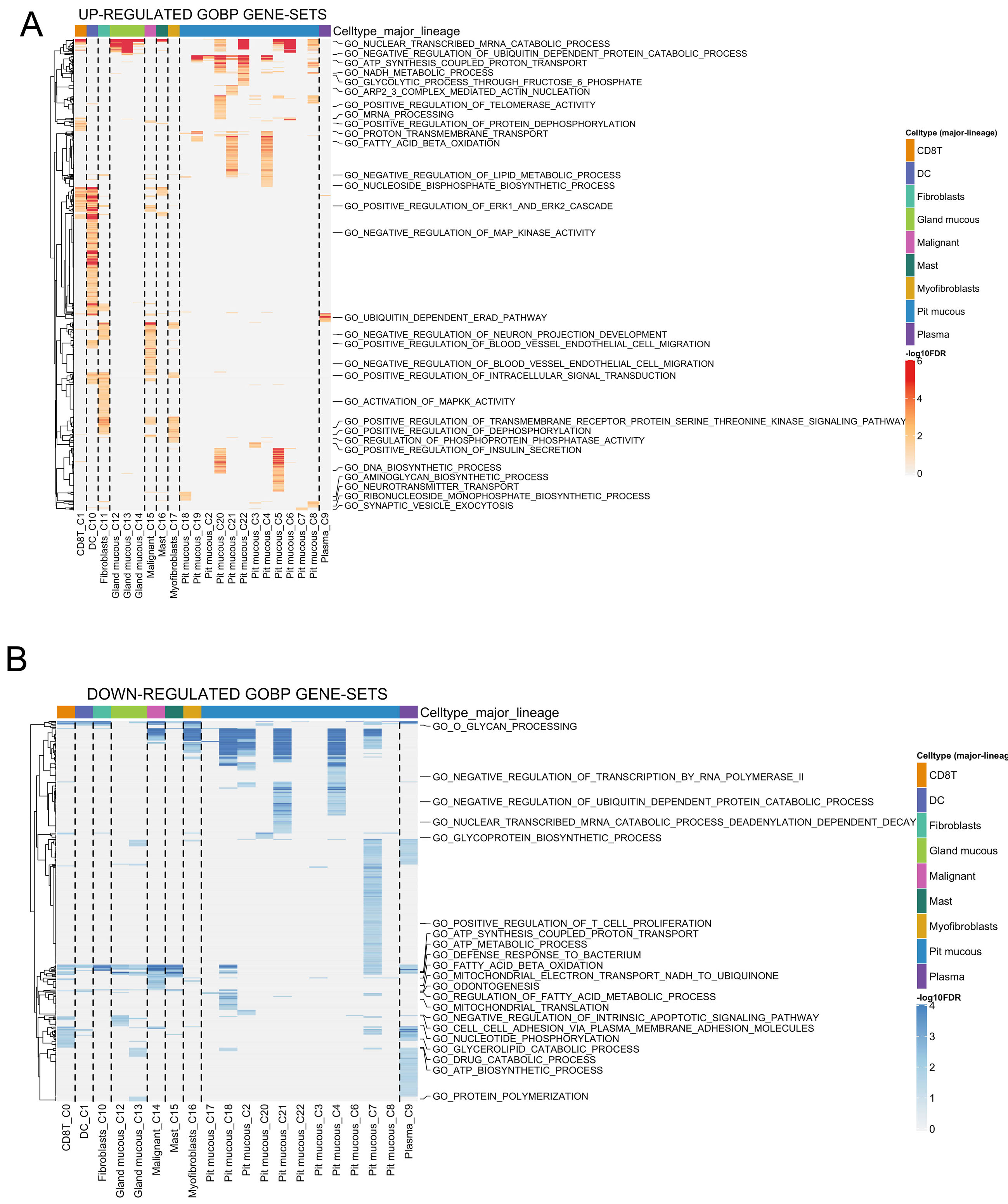 Deciphering the role of CHST14 in gastric cancer through <i>in silico</i> analysis