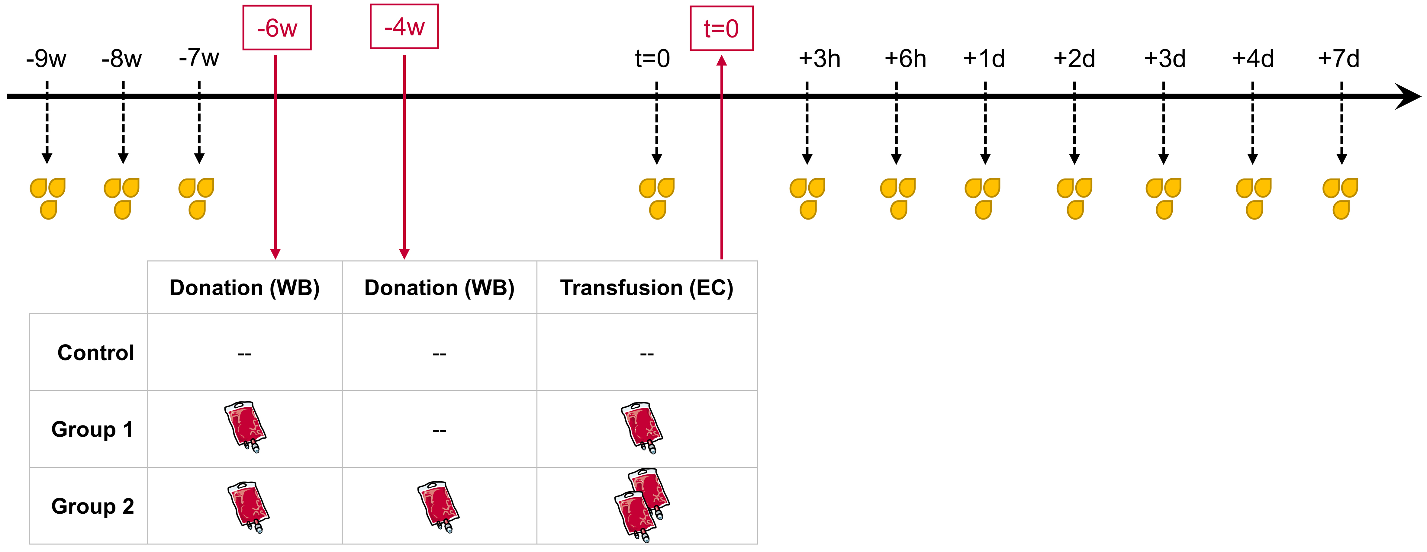 Impact of autologous blood transfusions on surface marker and microRNA profiles of urinary extracellular vesicles