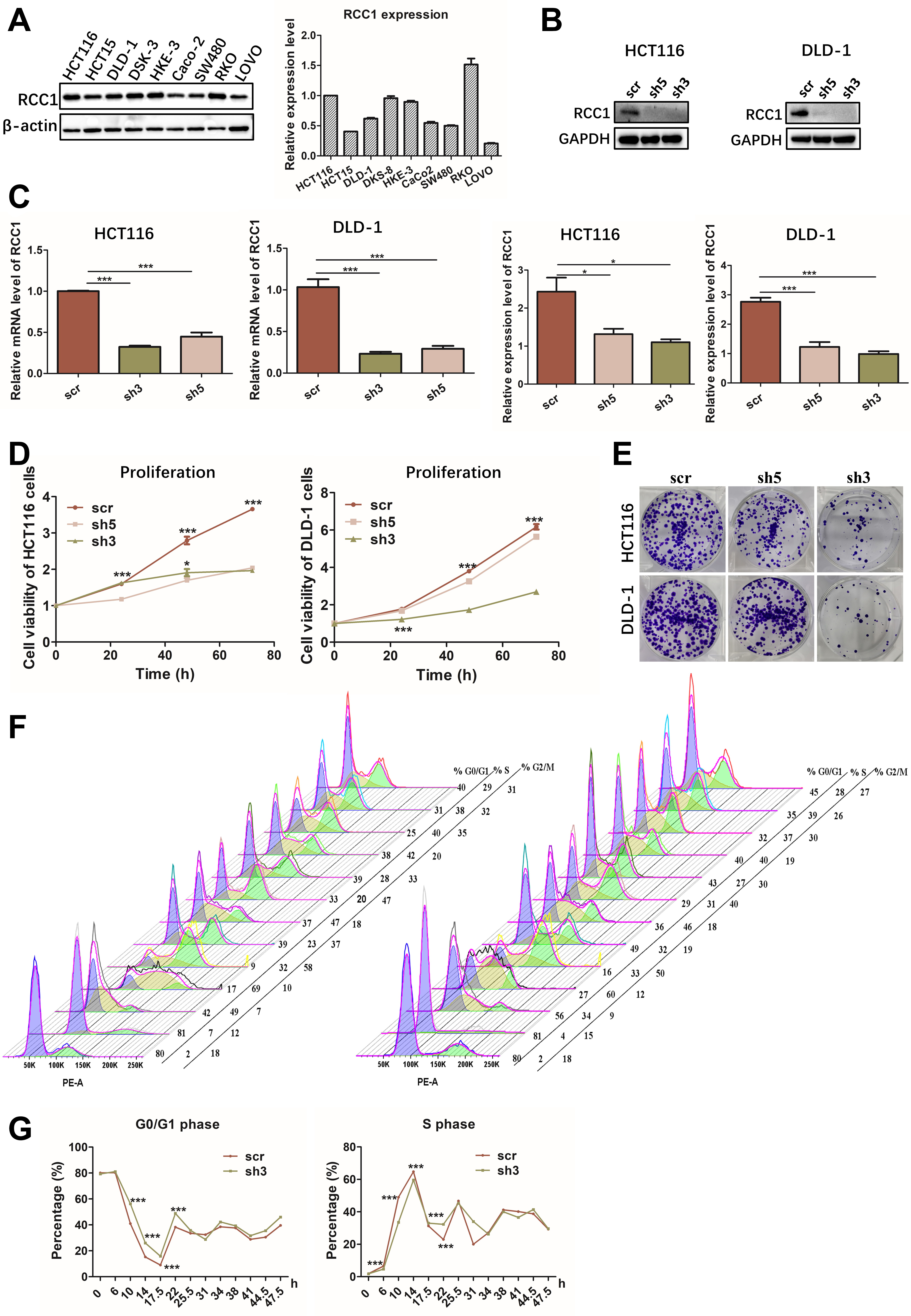 RCC1 knockdown sensitizes drug-resistant colorectal cancer to 5-fluorouracil or doxorubicin by impairing DNA repair