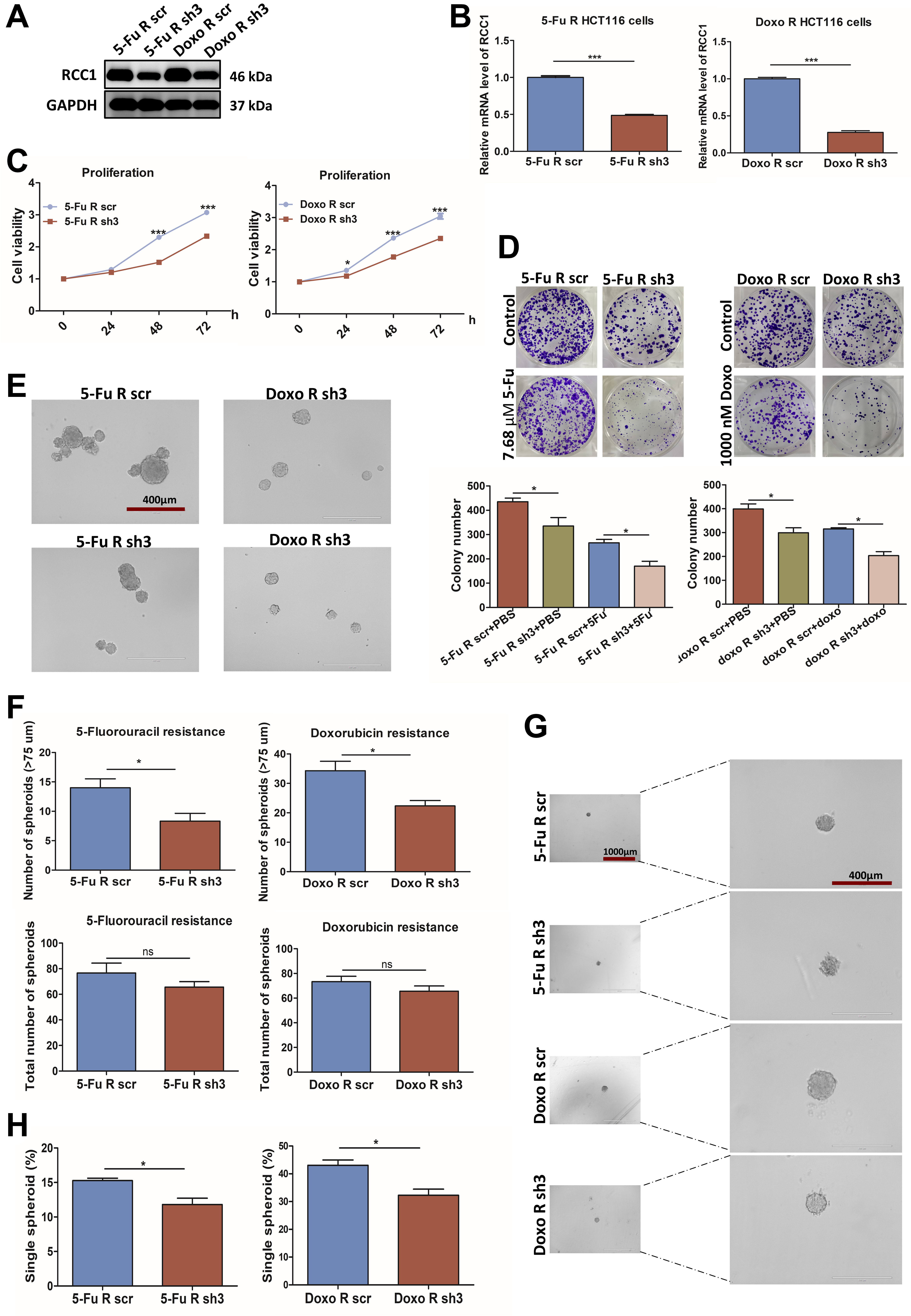 RCC1 knockdown sensitizes drug-resistant colorectal cancer to 5-fluorouracil or doxorubicin by impairing DNA repair