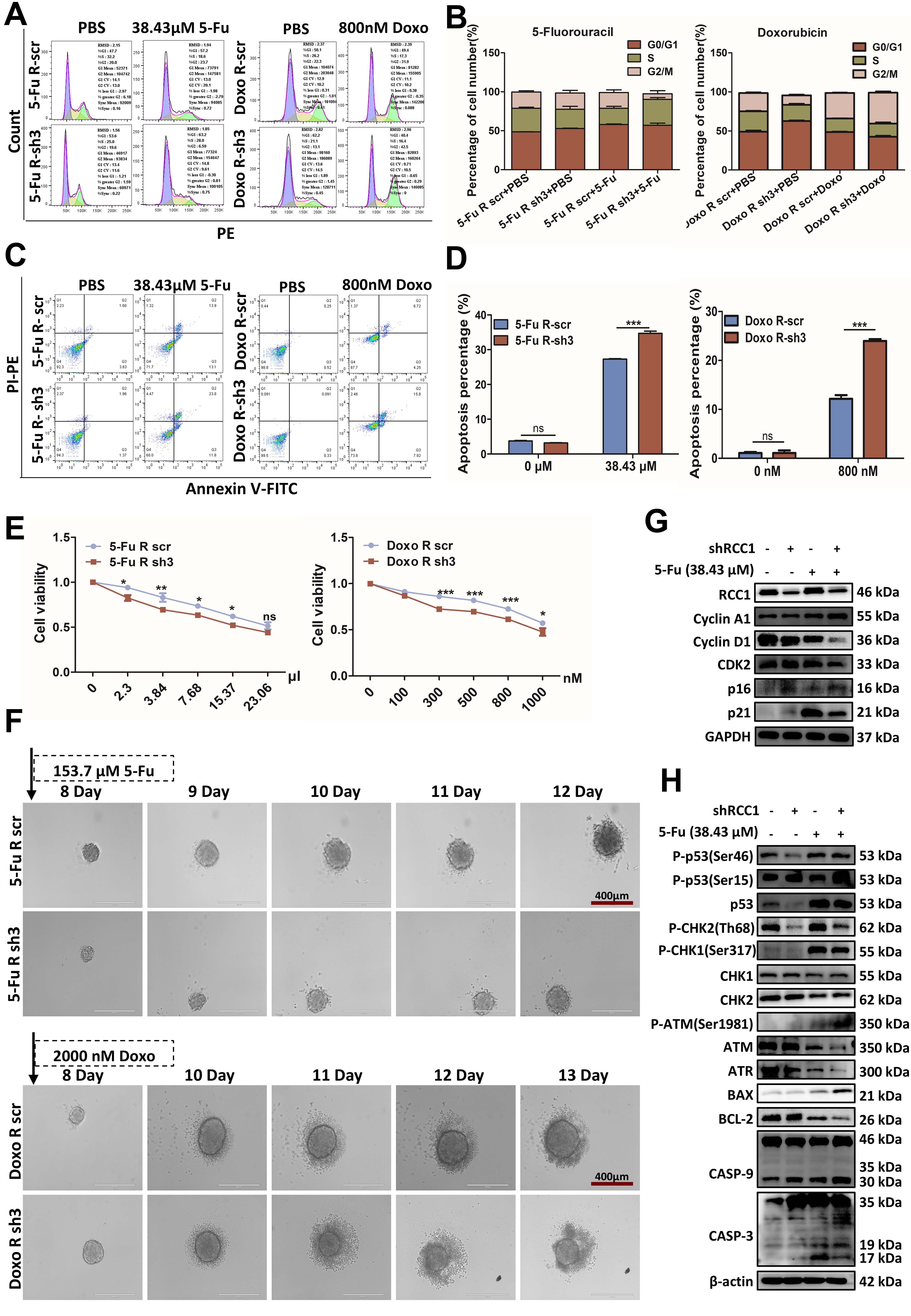 RCC1 knockdown sensitizes drug-resistant colorectal cancer to 5-fluorouracil or doxorubicin by impairing DNA repair