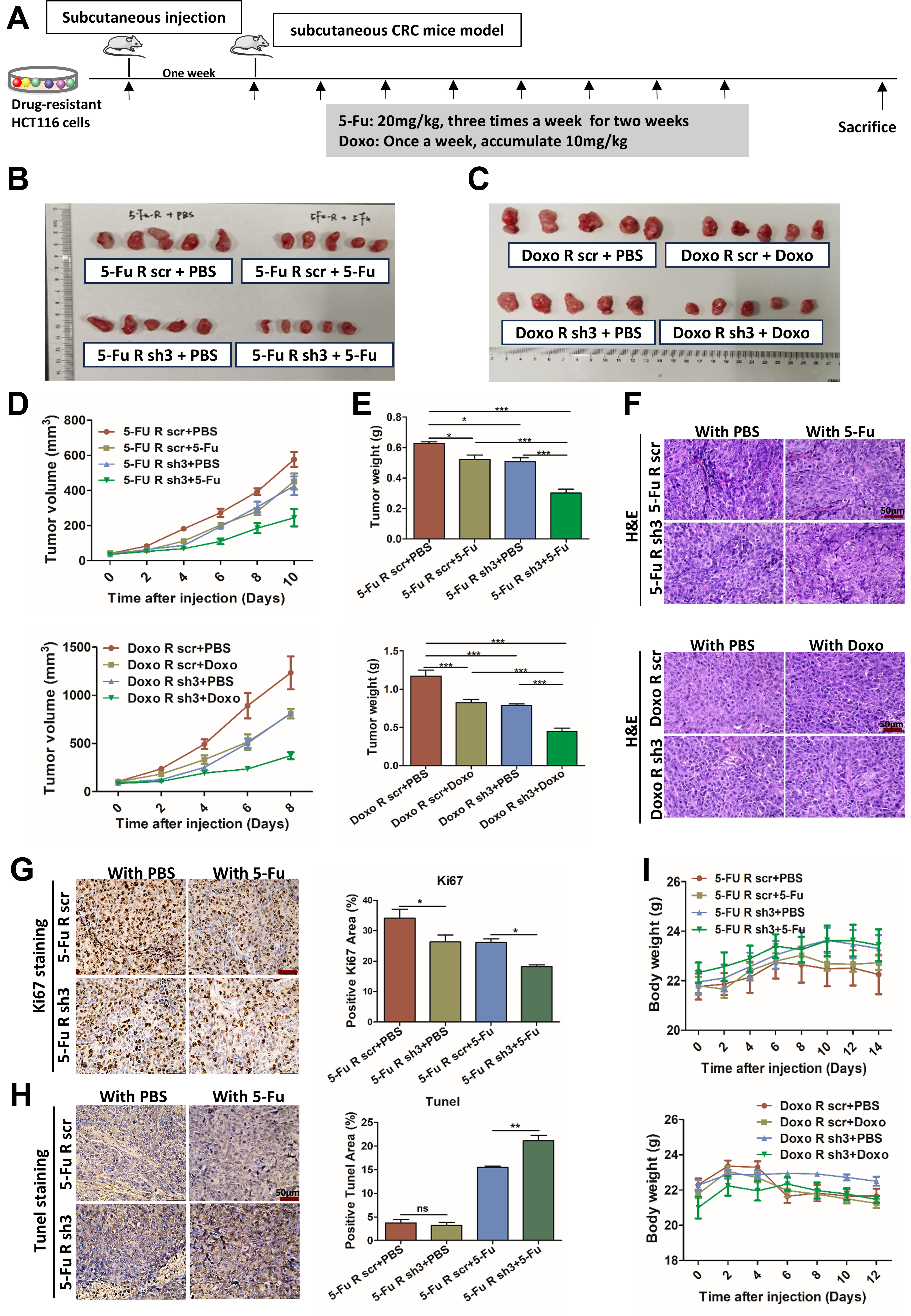 RCC1 knockdown sensitizes drug-resistant colorectal cancer to 5-fluorouracil or doxorubicin by impairing DNA repair