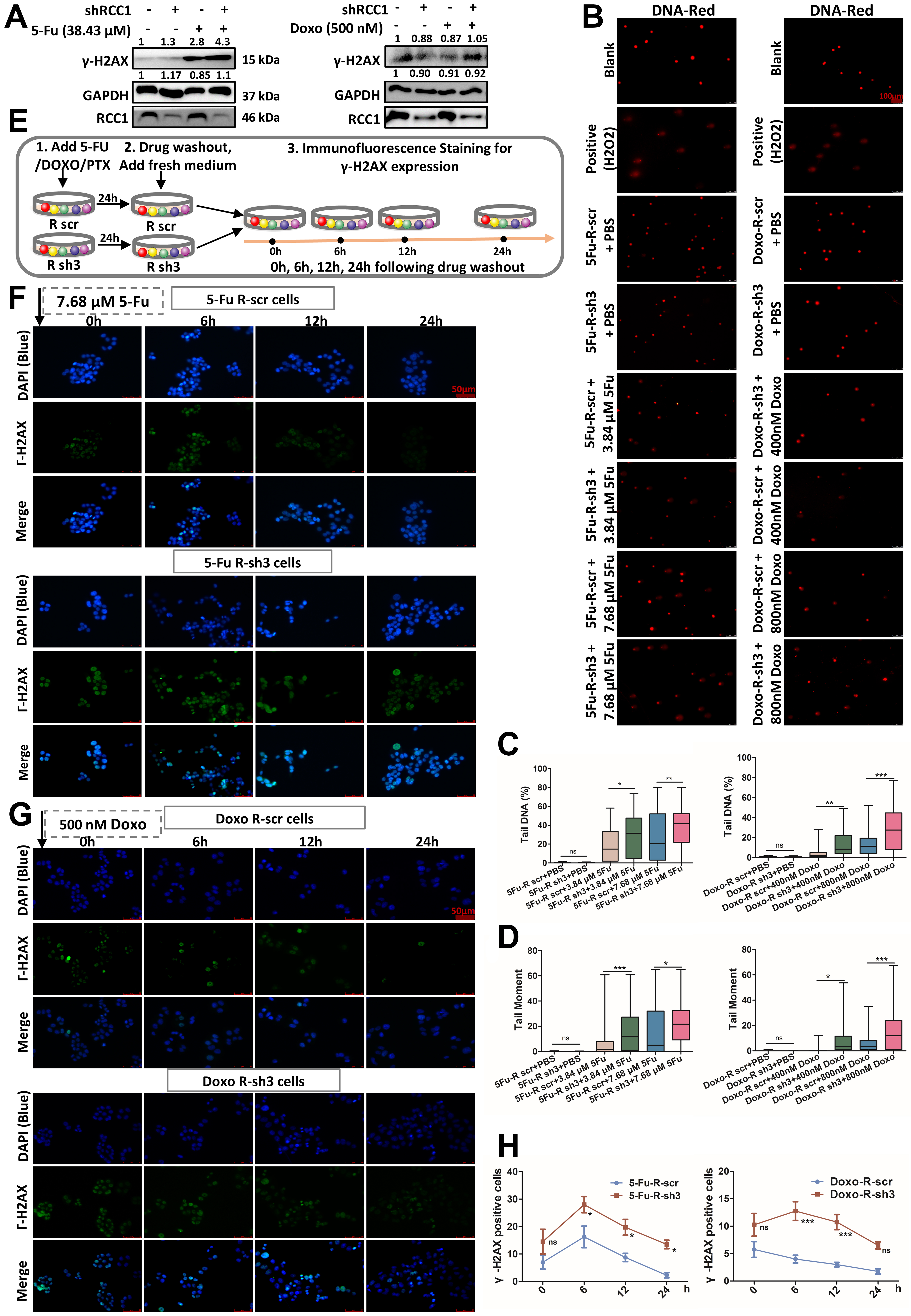 RCC1 knockdown sensitizes drug-resistant colorectal cancer to 5-fluorouracil or doxorubicin by impairing DNA repair