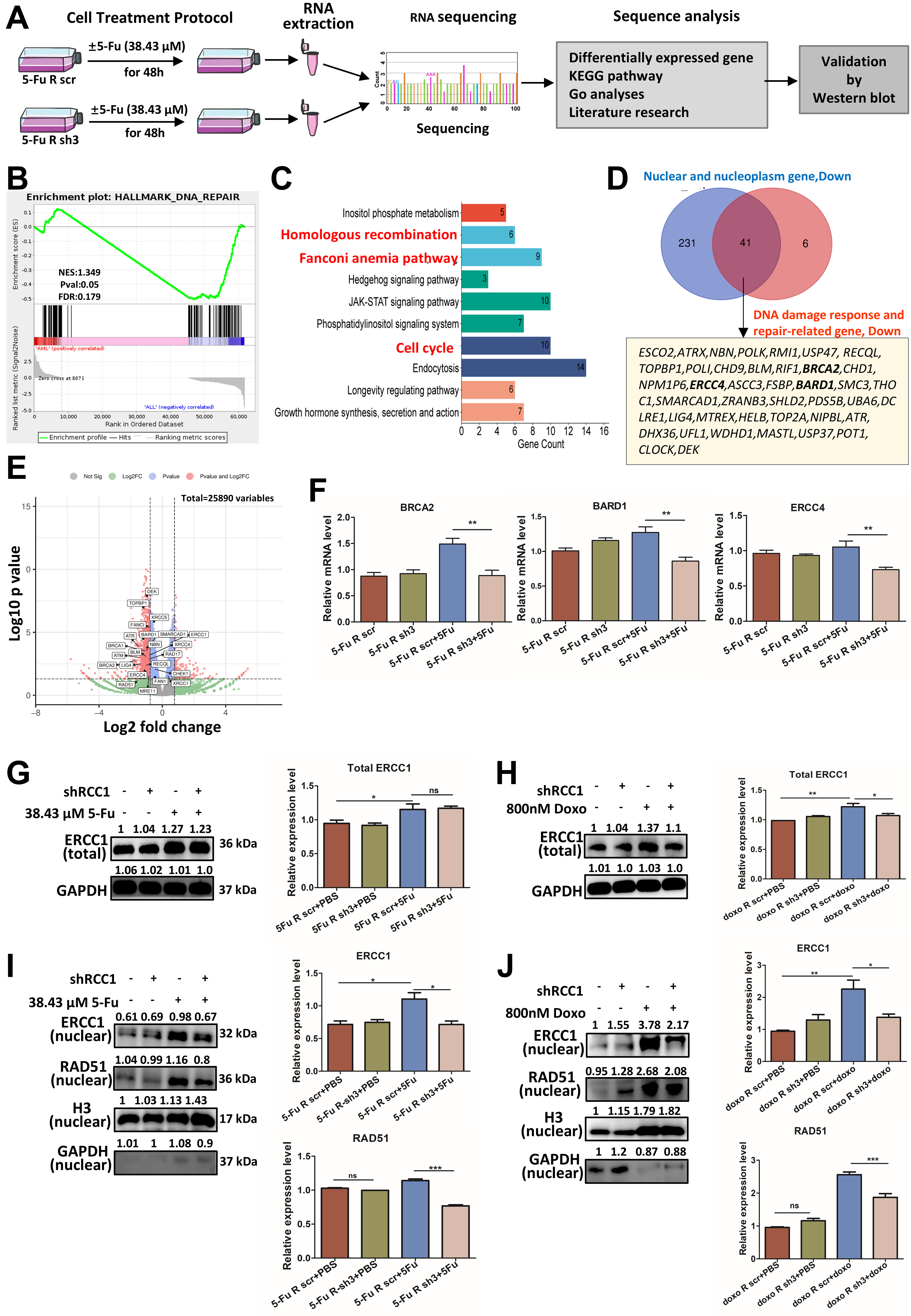 RCC1 knockdown sensitizes drug-resistant colorectal cancer to 5-fluorouracil or doxorubicin by impairing DNA repair