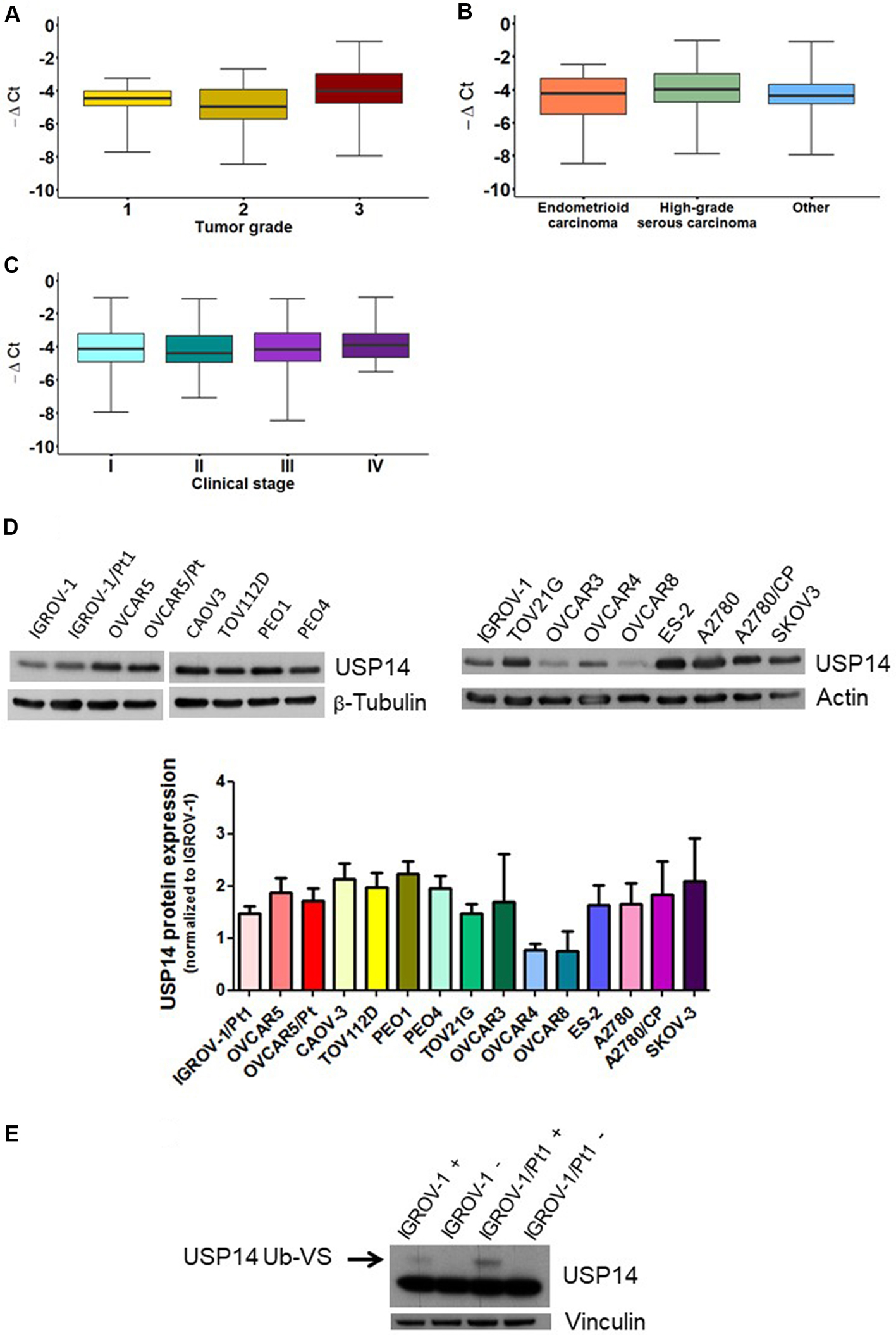 Molecular targeting of the deubiquitinase USP14 to circumvent cisplatin resistance in ovarian carcinoma and identification of novel inhibitors