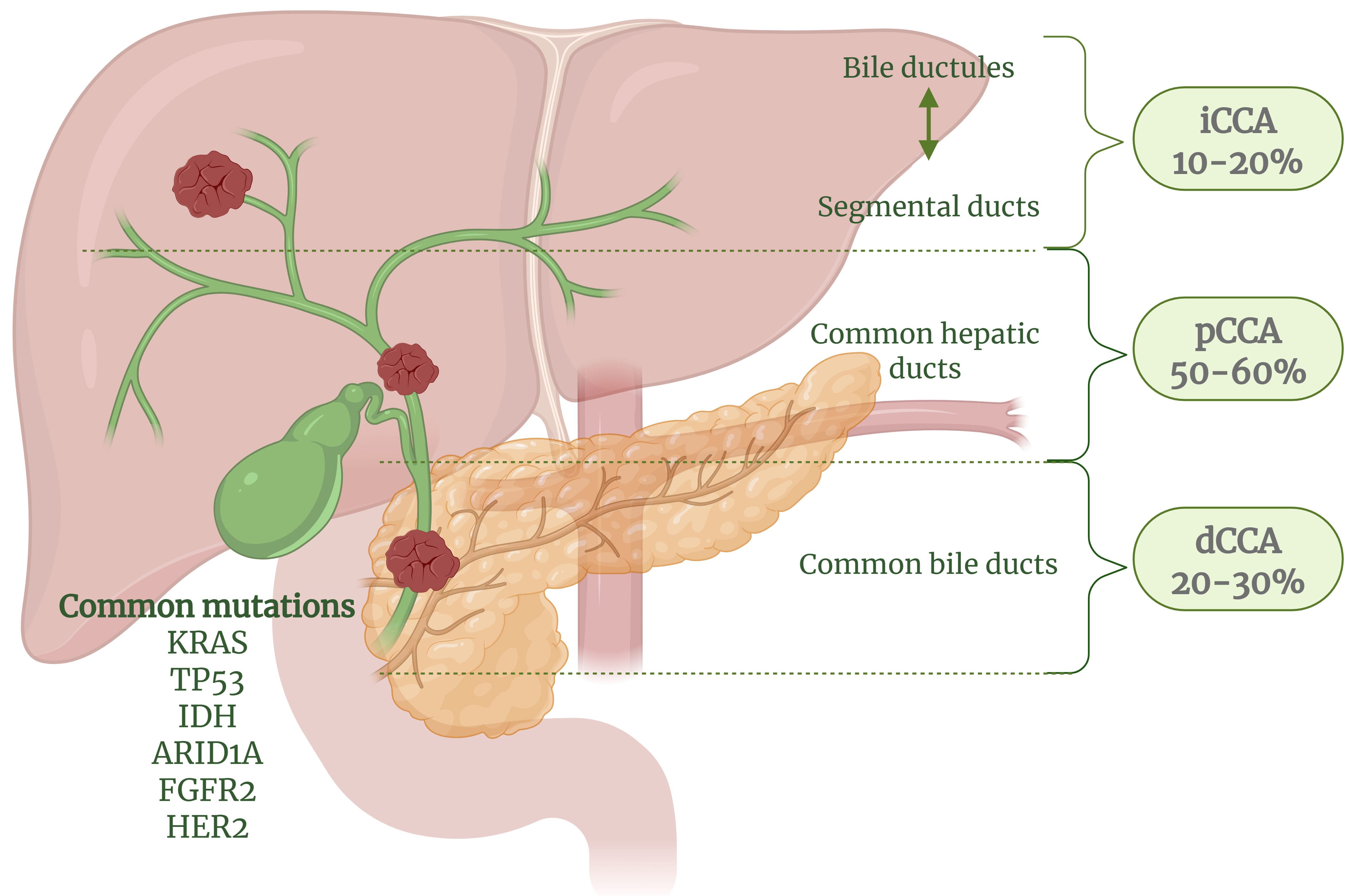 Glucose metabolic dysregulation and oxidative stress in cholangiocarcinoma: molecular mechanisms, oncogenic drivers, and novel therapeutic targets