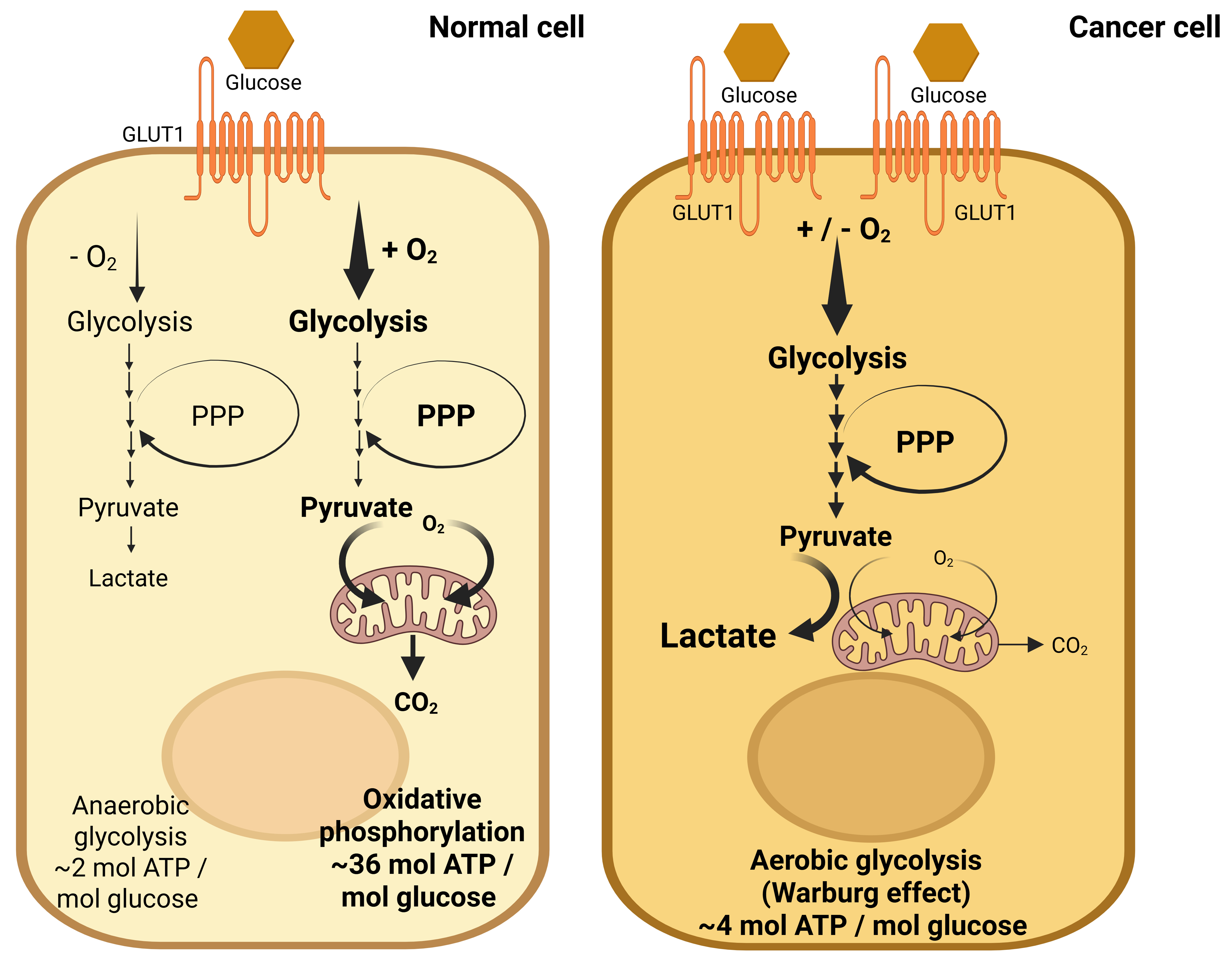 Glucose metabolic dysregulation and oxidative stress in cholangiocarcinoma: molecular mechanisms, oncogenic drivers, and novel therapeutic targets