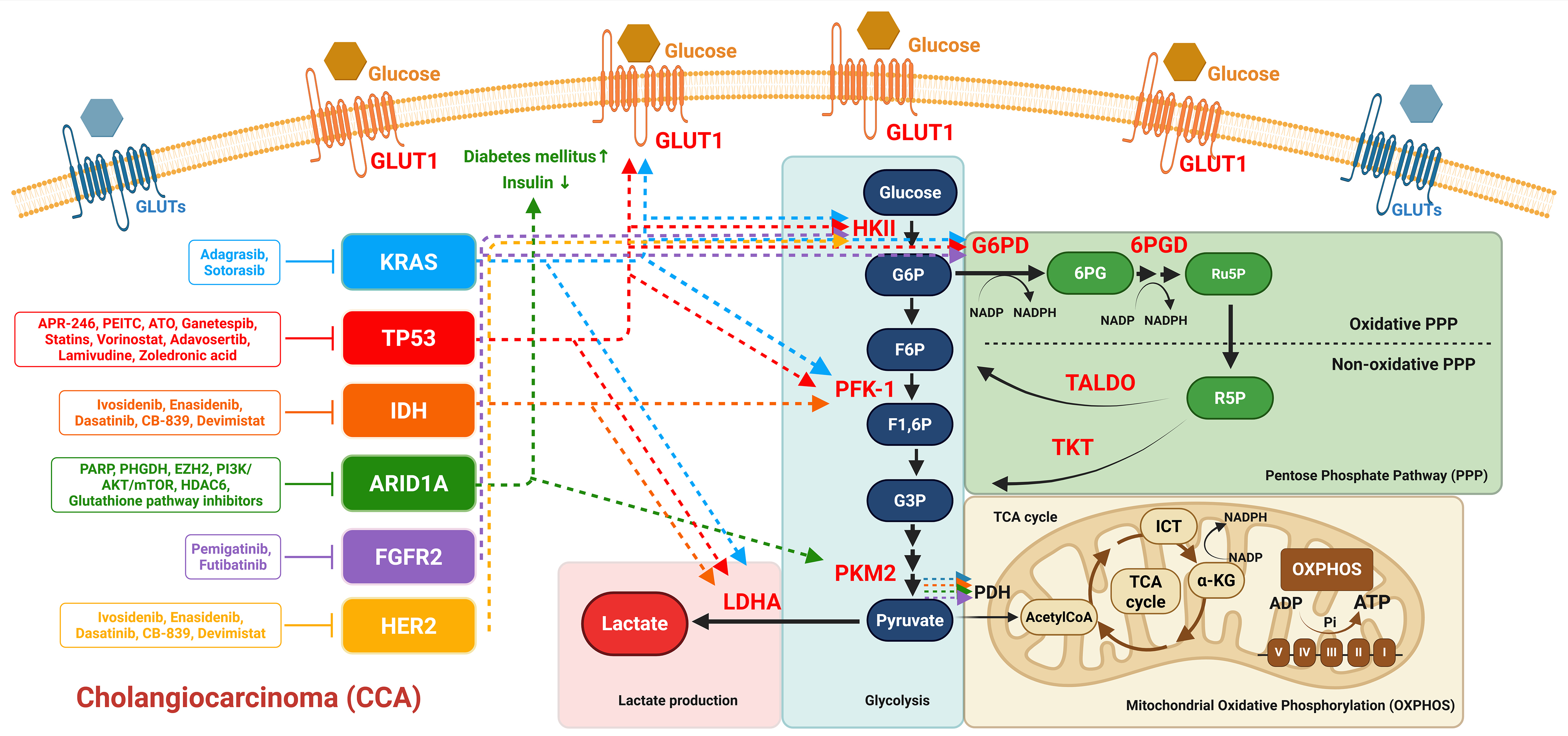 Glucose metabolic dysregulation and oxidative stress in cholangiocarcinoma: molecular mechanisms, oncogenic drivers, and novel therapeutic targets