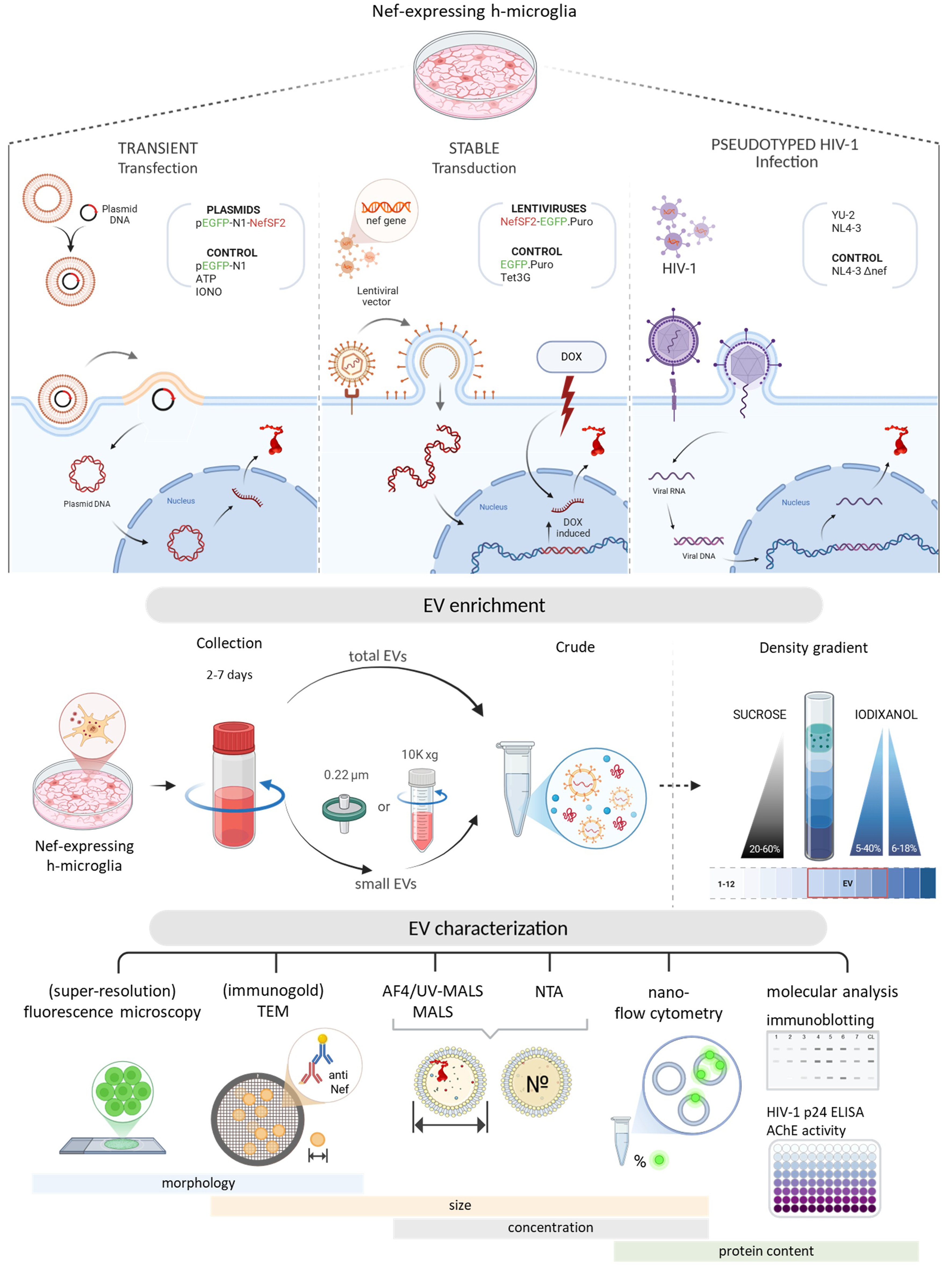 HIV protein Nef expression in human microglia drives the release of distinct Nef-containing extracellular vesicles