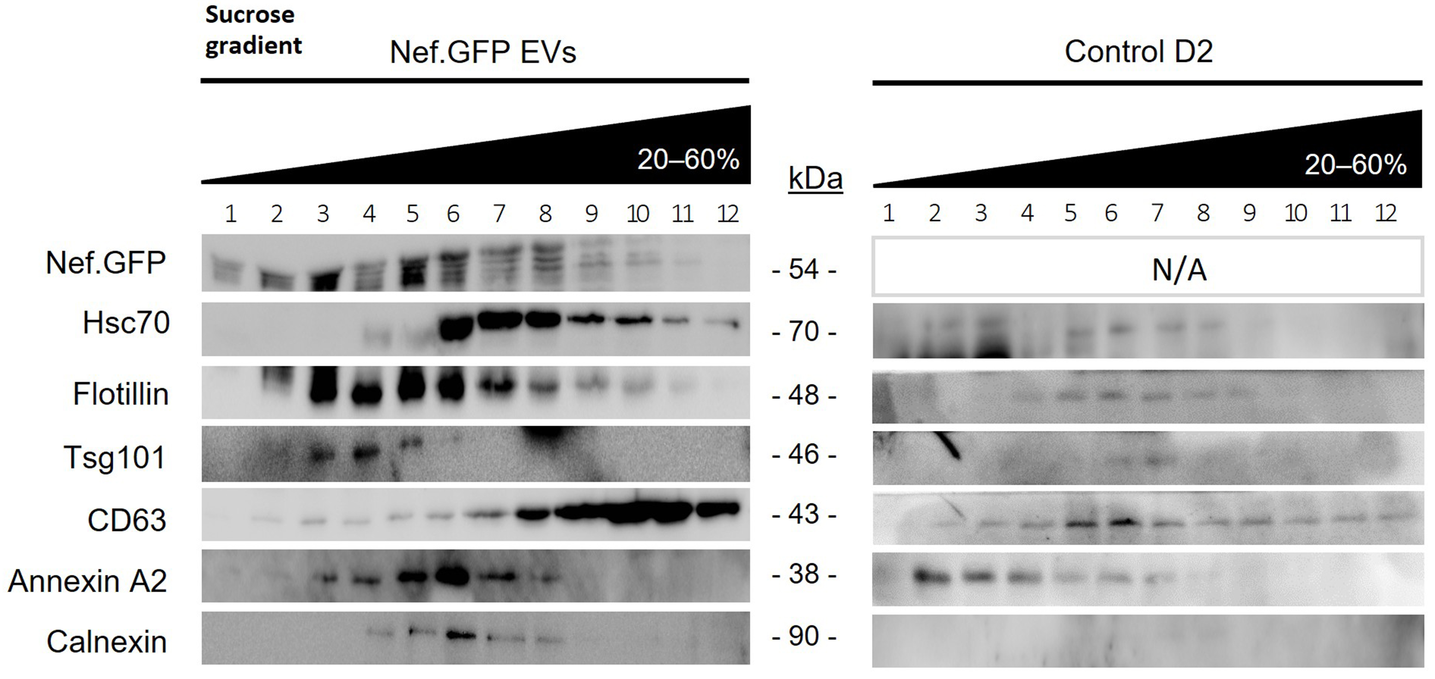 HIV protein Nef expression in human microglia drives the release of distinct Nef-containing extracellular vesicles