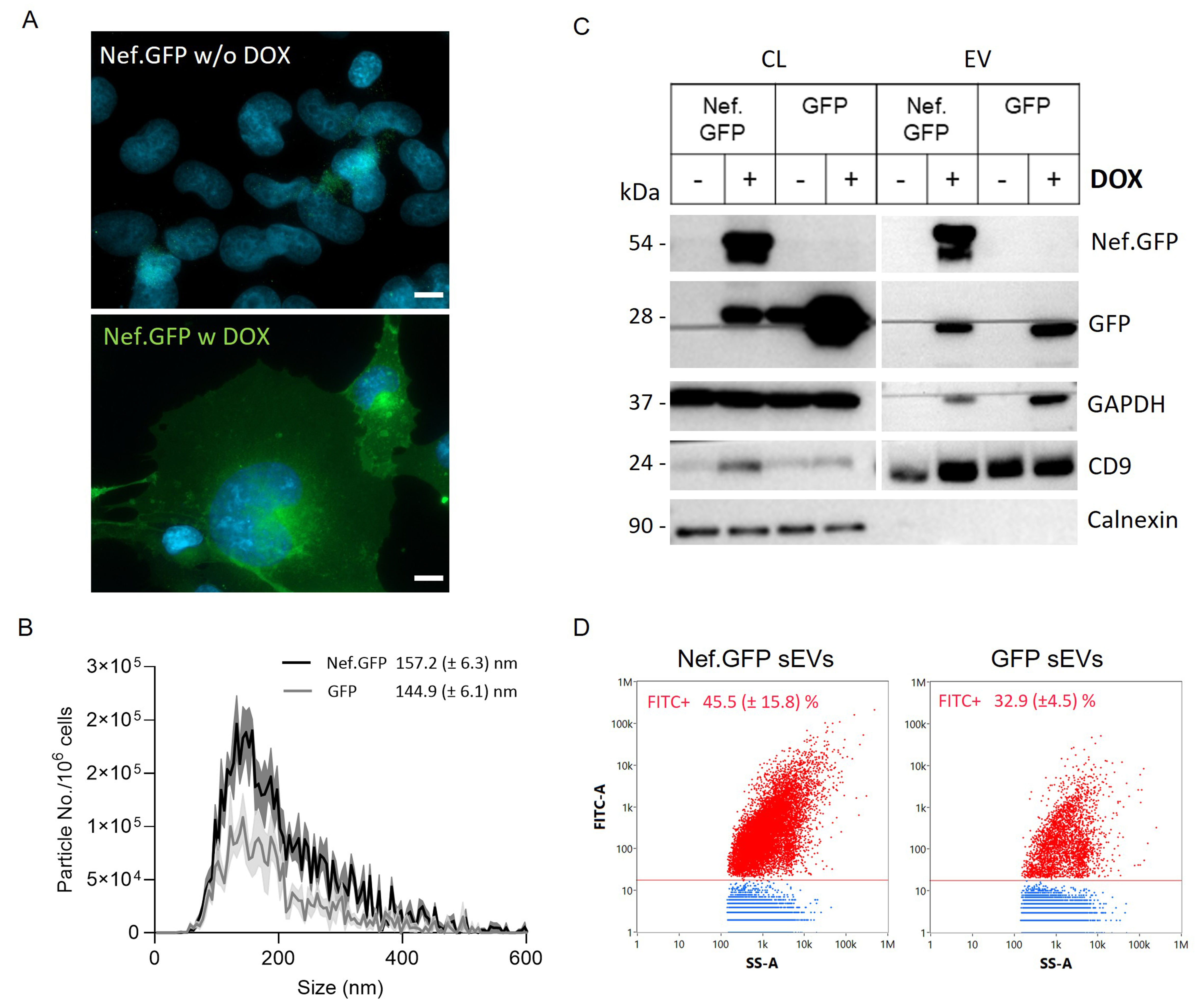 HIV protein Nef expression in human microglia drives the release of distinct Nef-containing extracellular vesicles