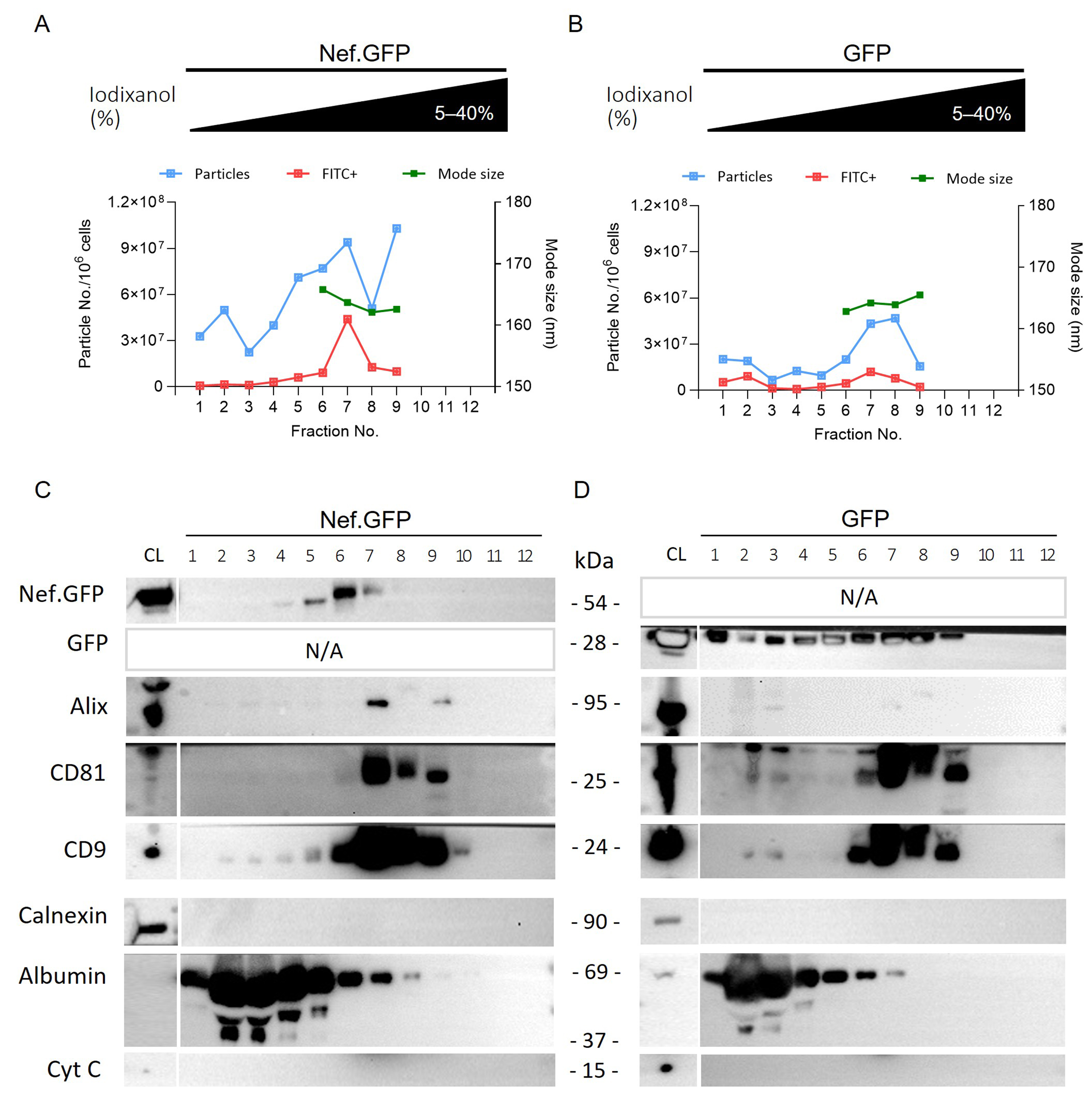 HIV protein Nef expression in human microglia drives the release of distinct Nef-containing extracellular vesicles
