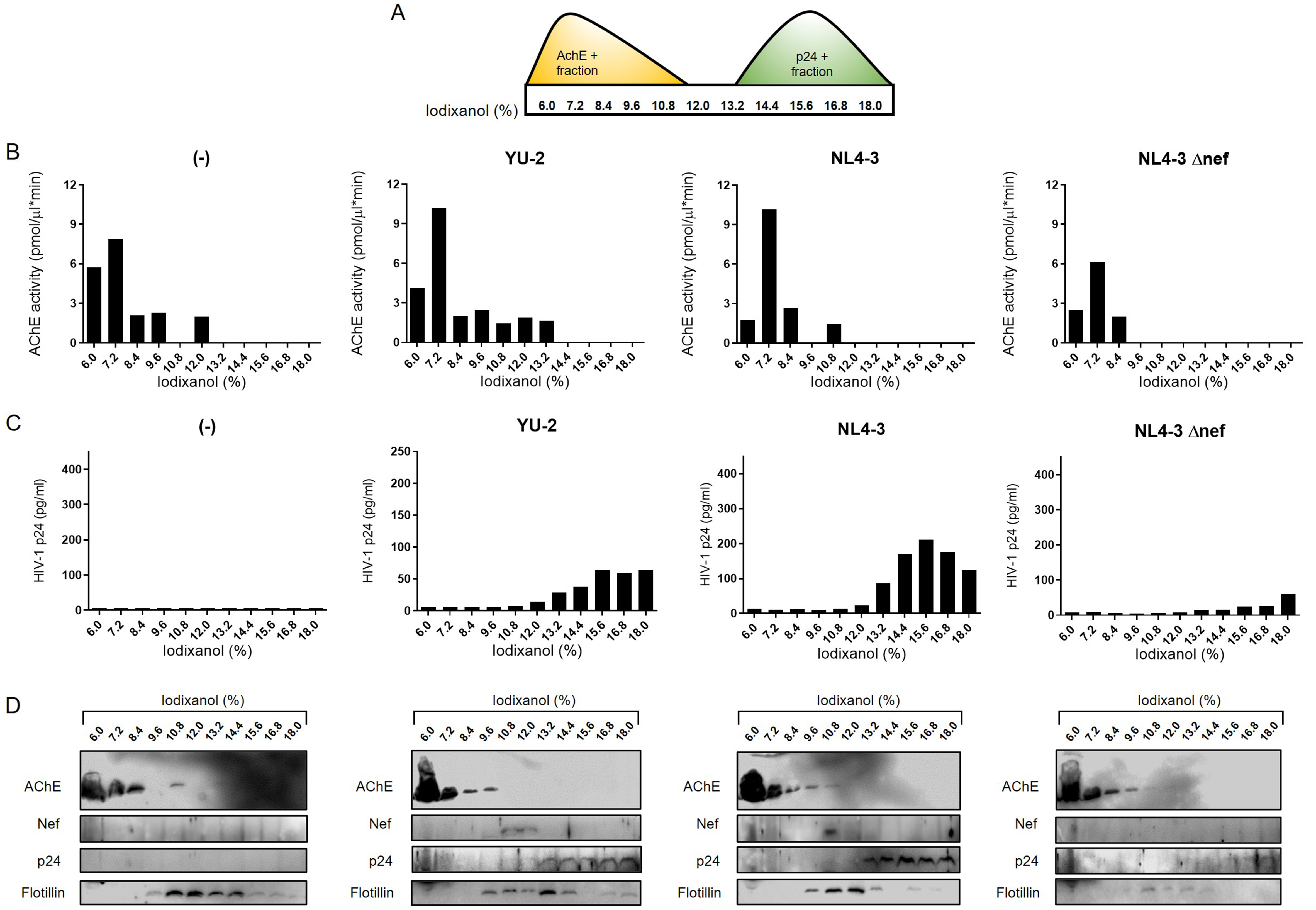 HIV protein Nef expression in human microglia drives the release of distinct Nef-containing extracellular vesicles