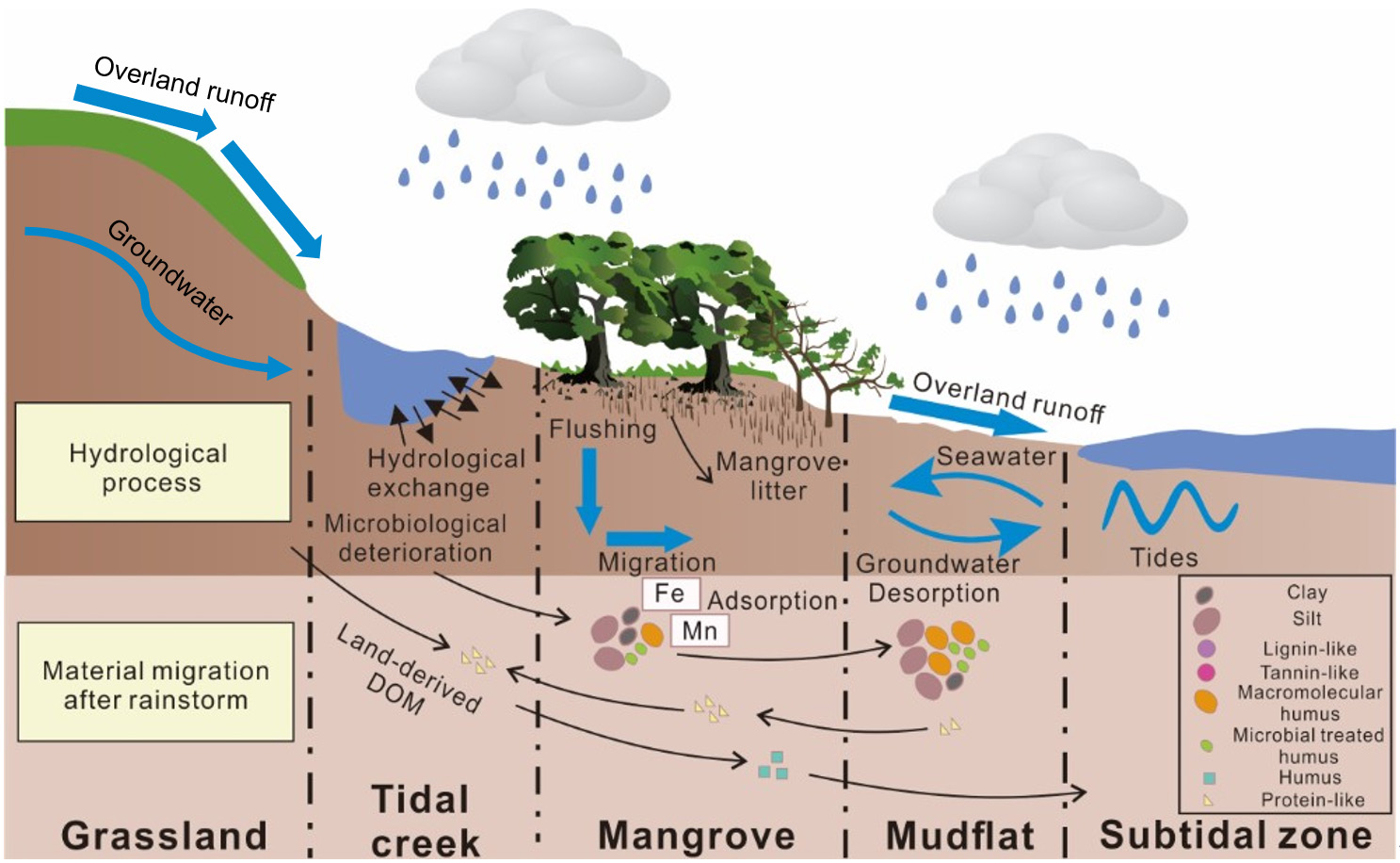 Response of dissolved organic carbon molecular footprints in mangrove tidal flats to extreme rainstorm events