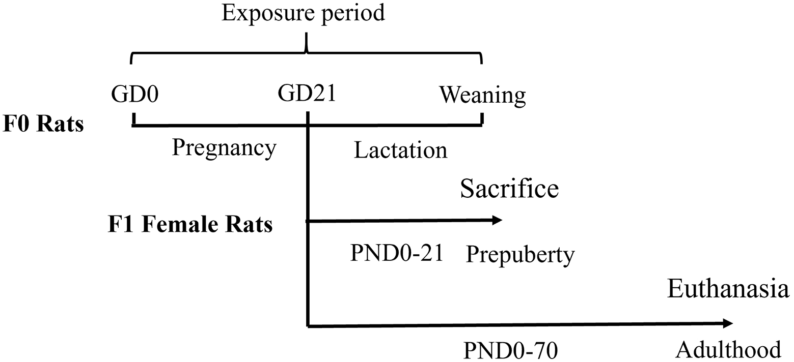Effects of gestational and lactational bisphenol AF exposure on female offspring reproductive function during two developmental stages