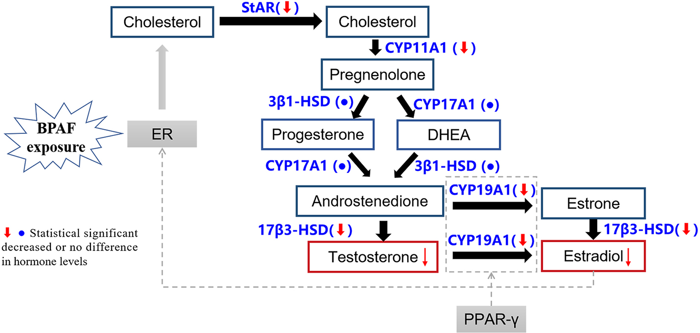 Effects of gestational and lactational bisphenol AF exposure on female offspring reproductive function during two developmental stages