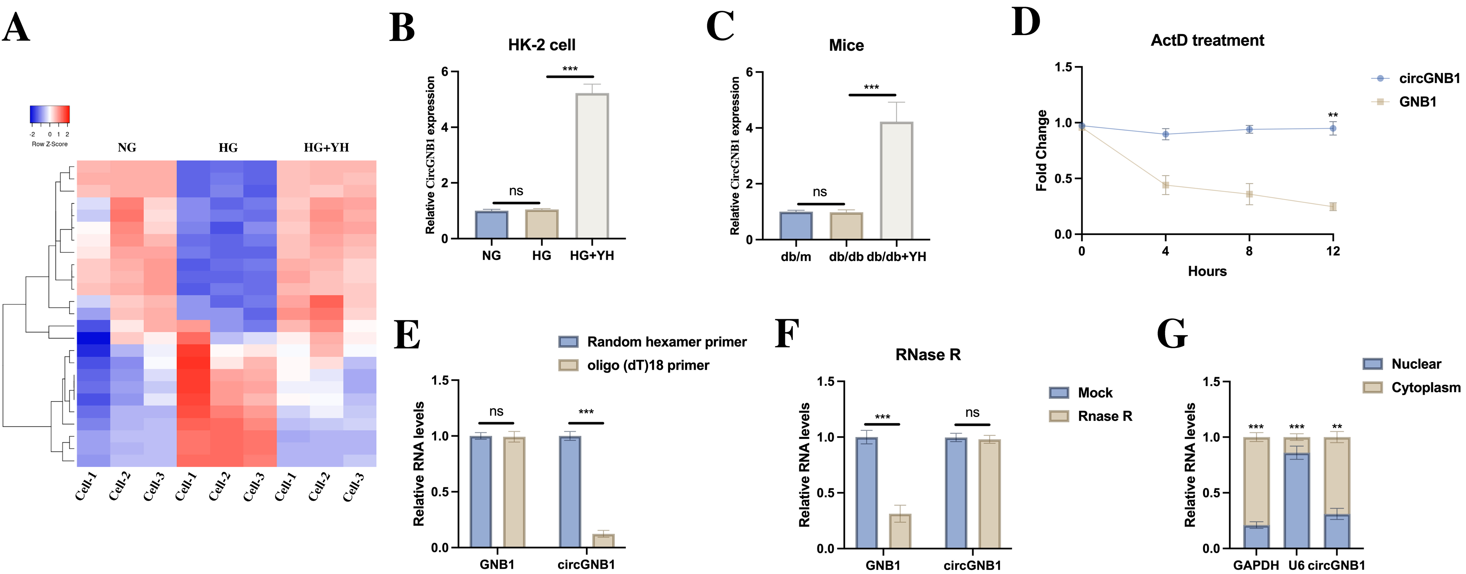 Yohimbine attenuates oxidative stress through circGNB1/CDA1 axis in diabetic nephropathy