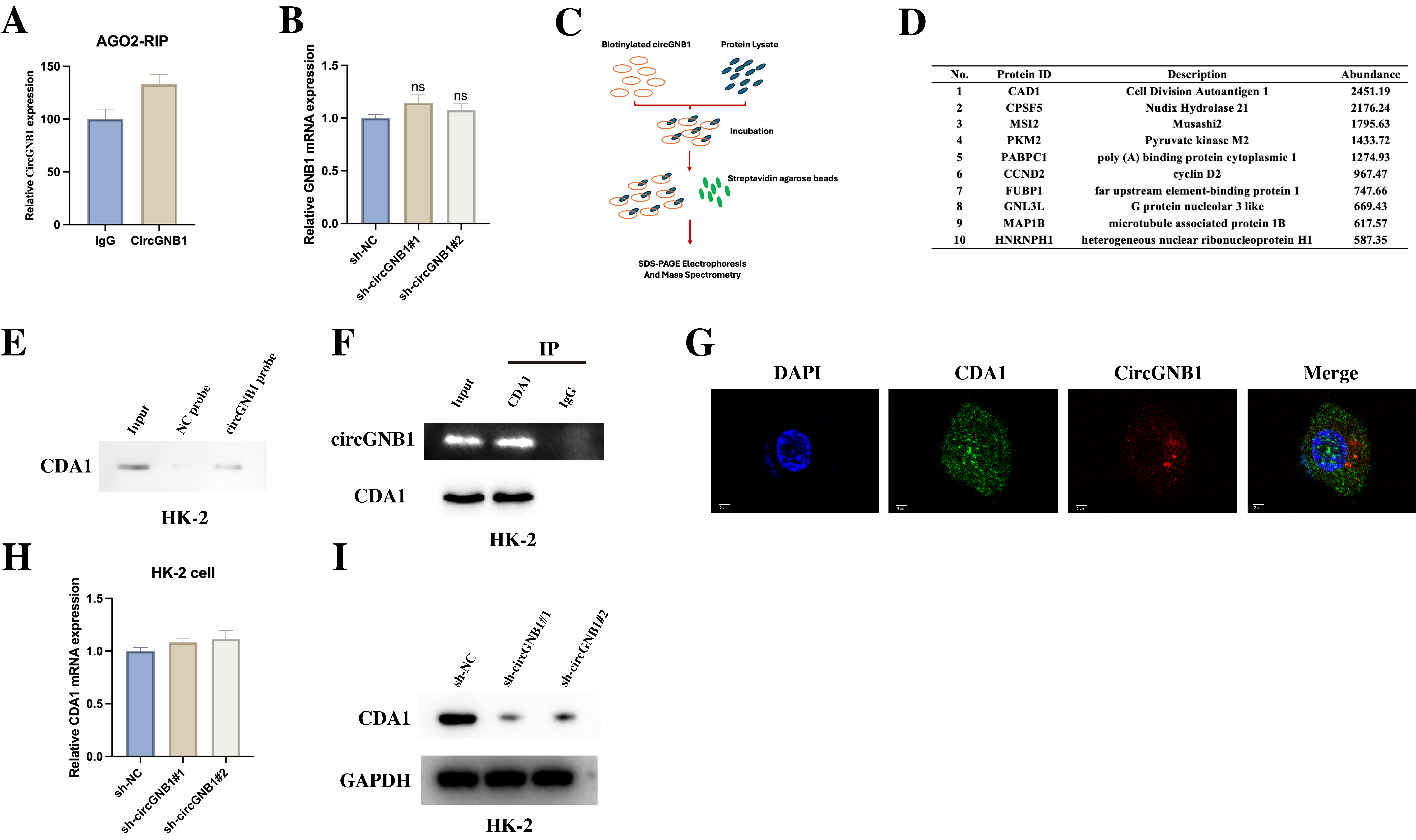 Yohimbine attenuates oxidative stress through circGNB1/CDA1 axis in diabetic nephropathy