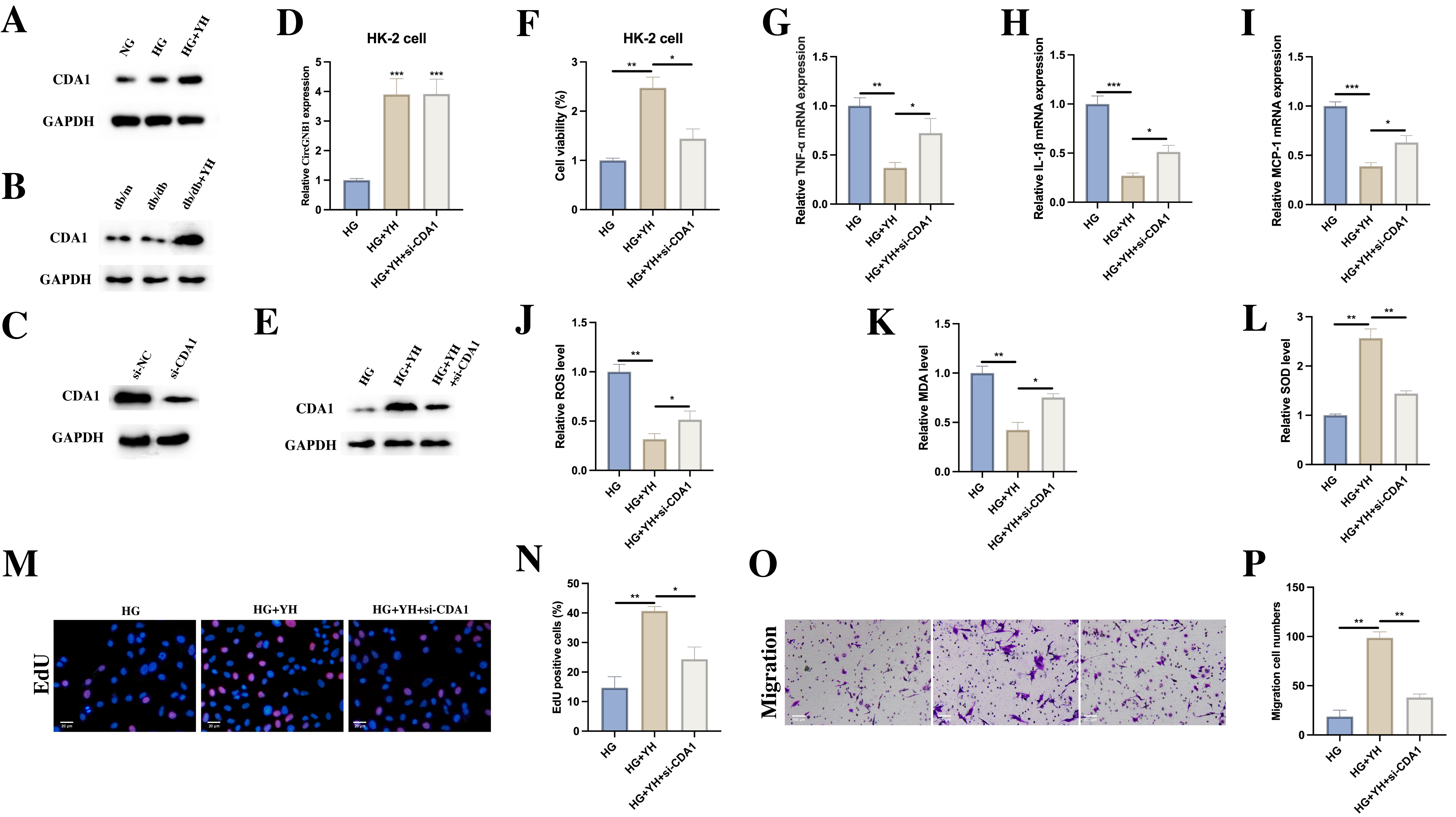 Yohimbine attenuates oxidative stress through circGNB1/CDA1 axis in diabetic nephropathy
