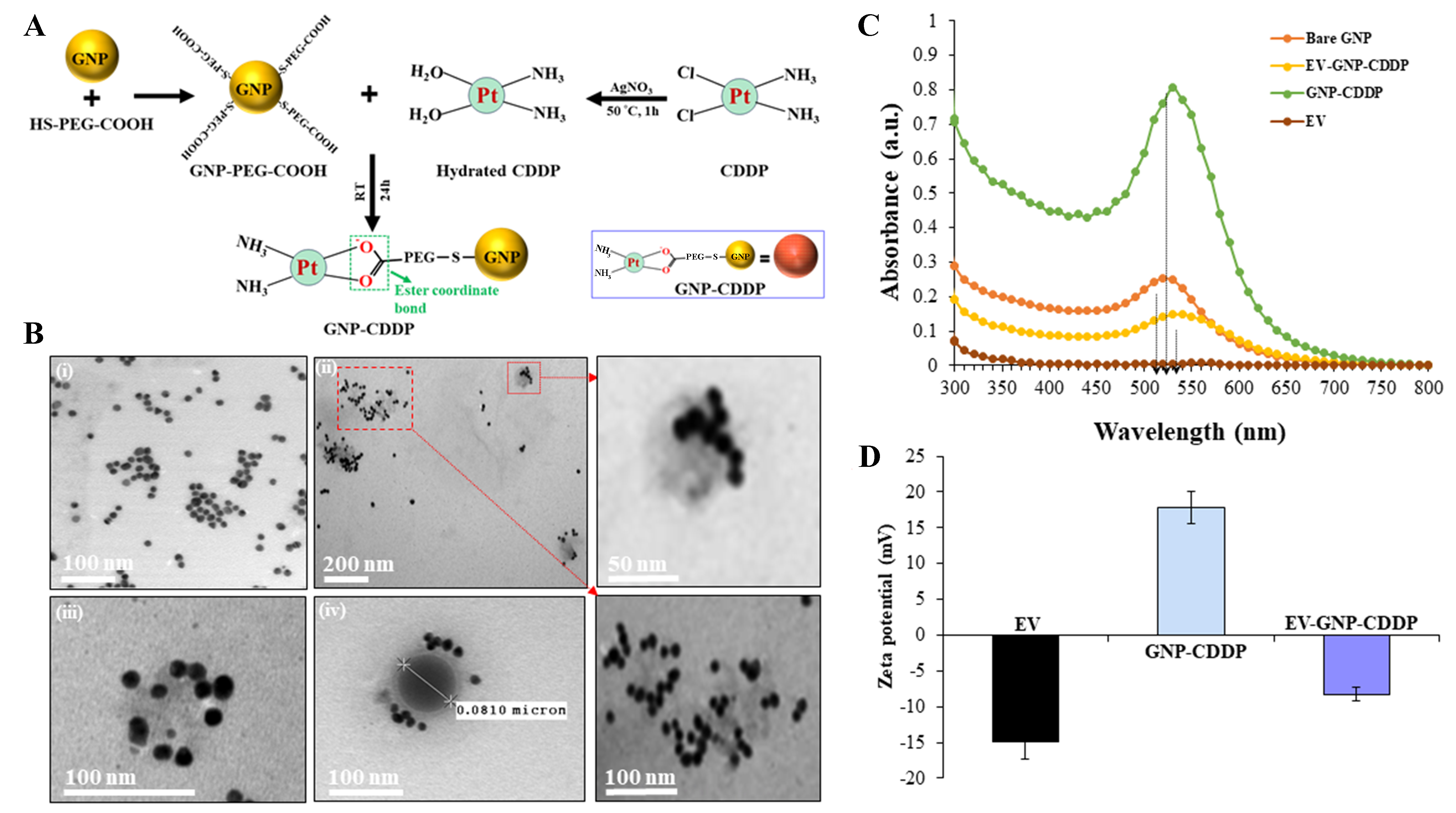 Tumor-targeted multifunctional extracellular vesicles as drug carriers for lung cancer therapy