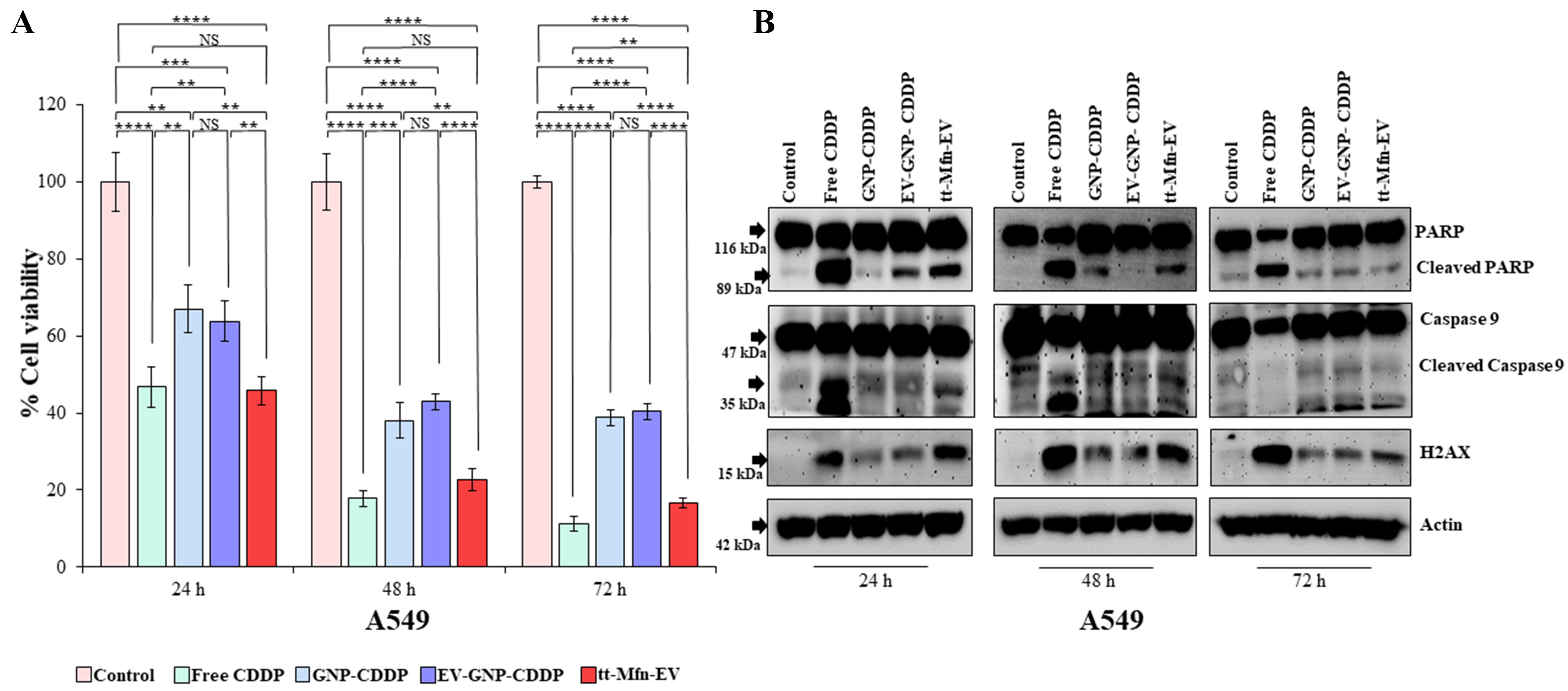 Tumor-targeted multifunctional extracellular vesicles as drug carriers for lung cancer therapy