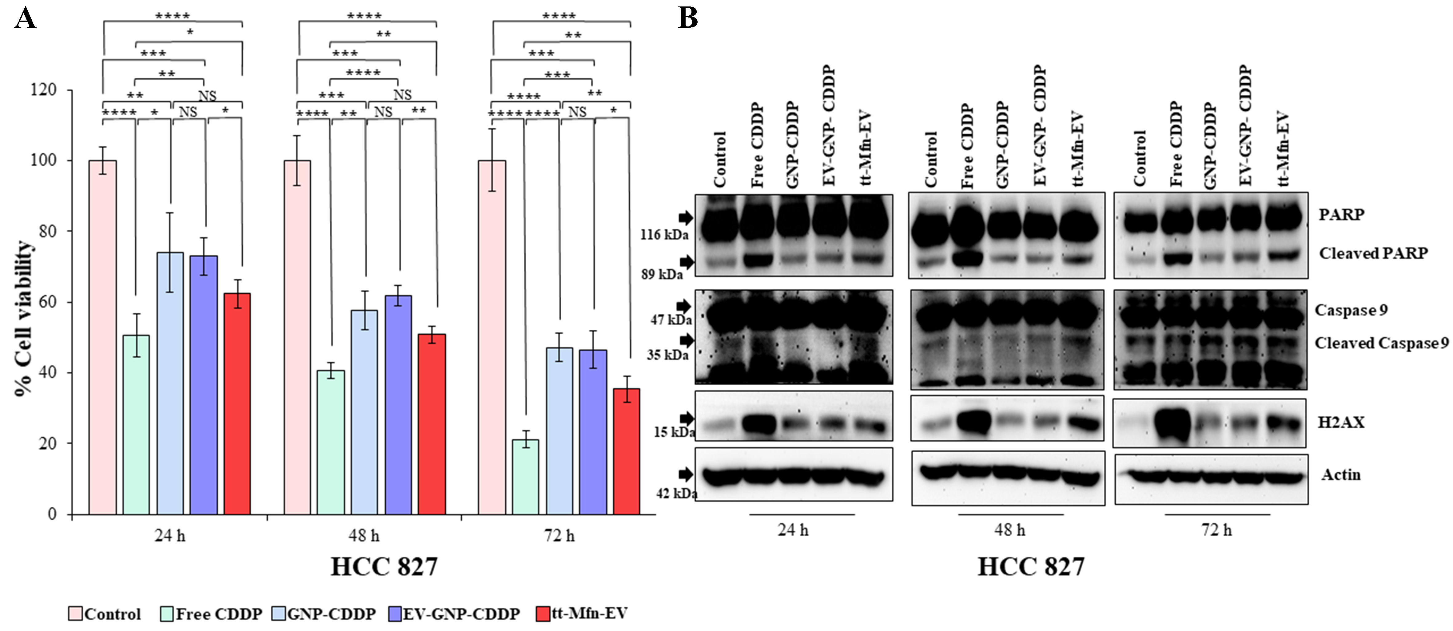 Tumor-targeted multifunctional extracellular vesicles as drug carriers for lung cancer therapy