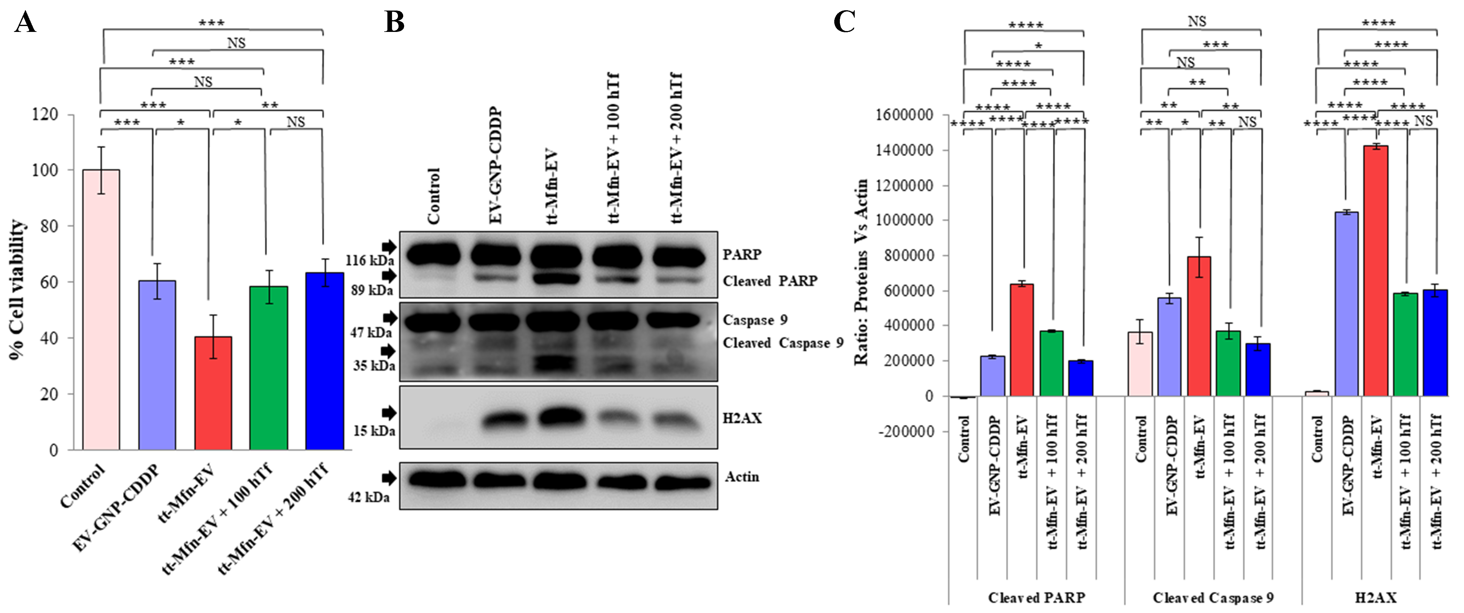 Tumor-targeted multifunctional extracellular vesicles as drug carriers for lung cancer therapy