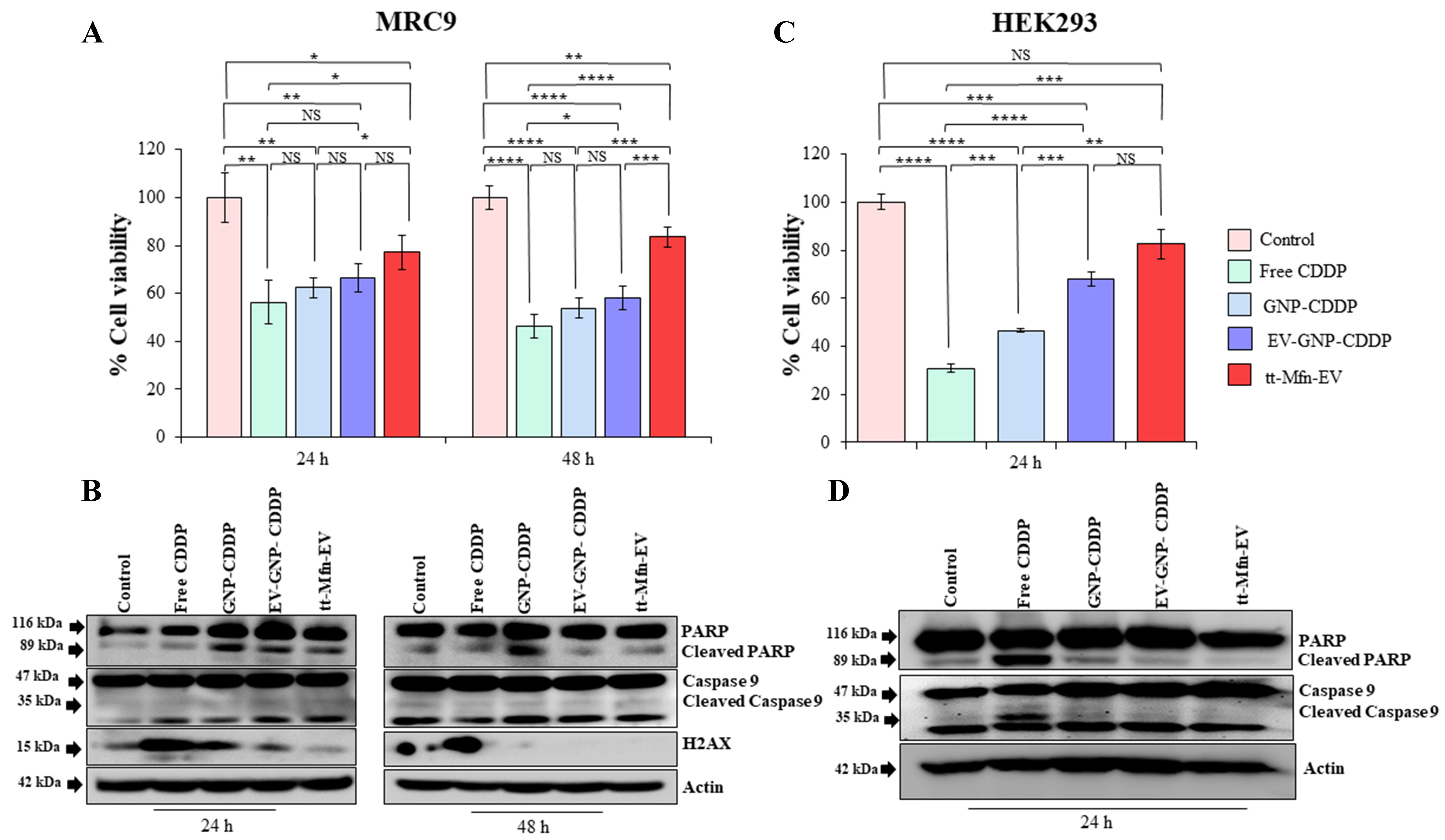 Tumor-targeted multifunctional extracellular vesicles as drug carriers for lung cancer therapy