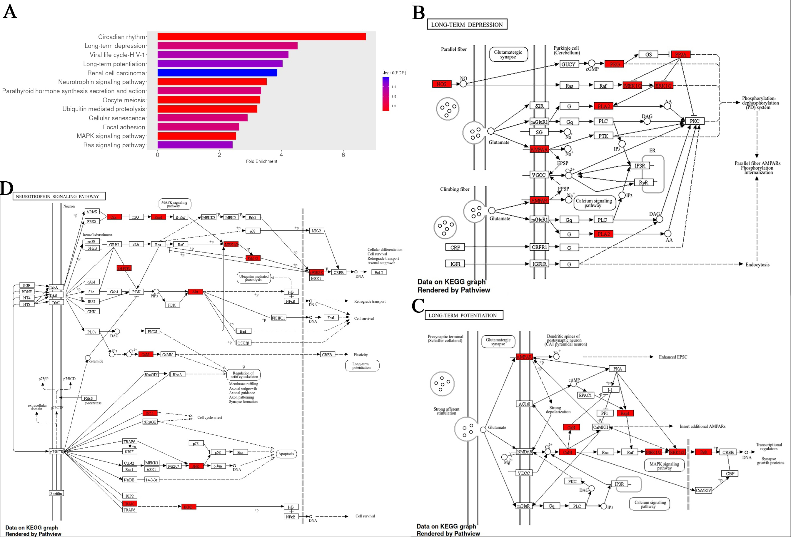 <i>Toxoplasma gondii</i> infection induces extracellular vesicle miRNAs in synaptic plasticity and neural mechanisms
