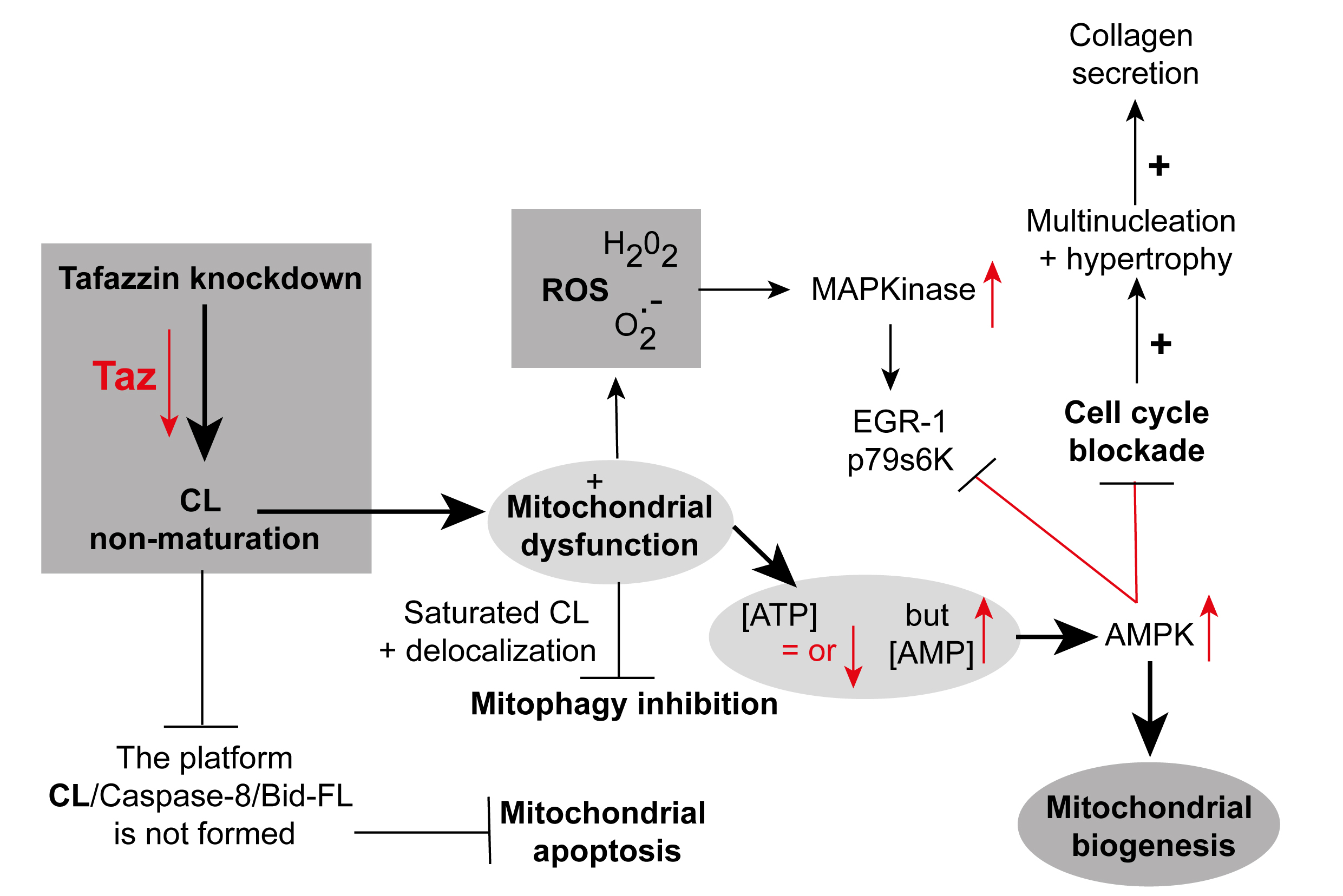 Cellular ATP levels alone do not reliably reflect overall mitochondrial bioenergetics or mitochondrial dysfunction in Barth syndrome
