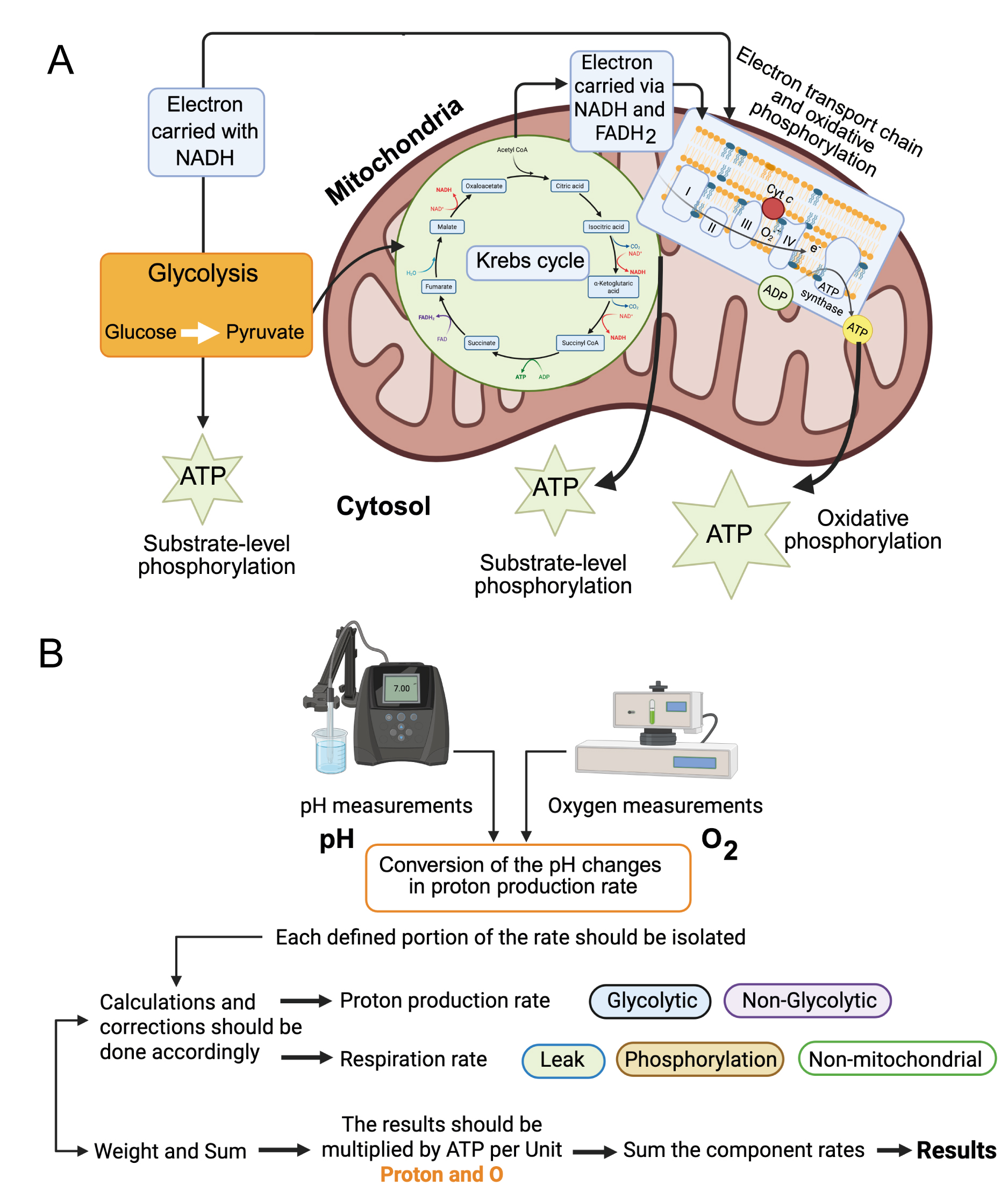 Cellular ATP levels alone do not reliably reflect overall mitochondrial bioenergetics or mitochondrial dysfunction in Barth syndrome