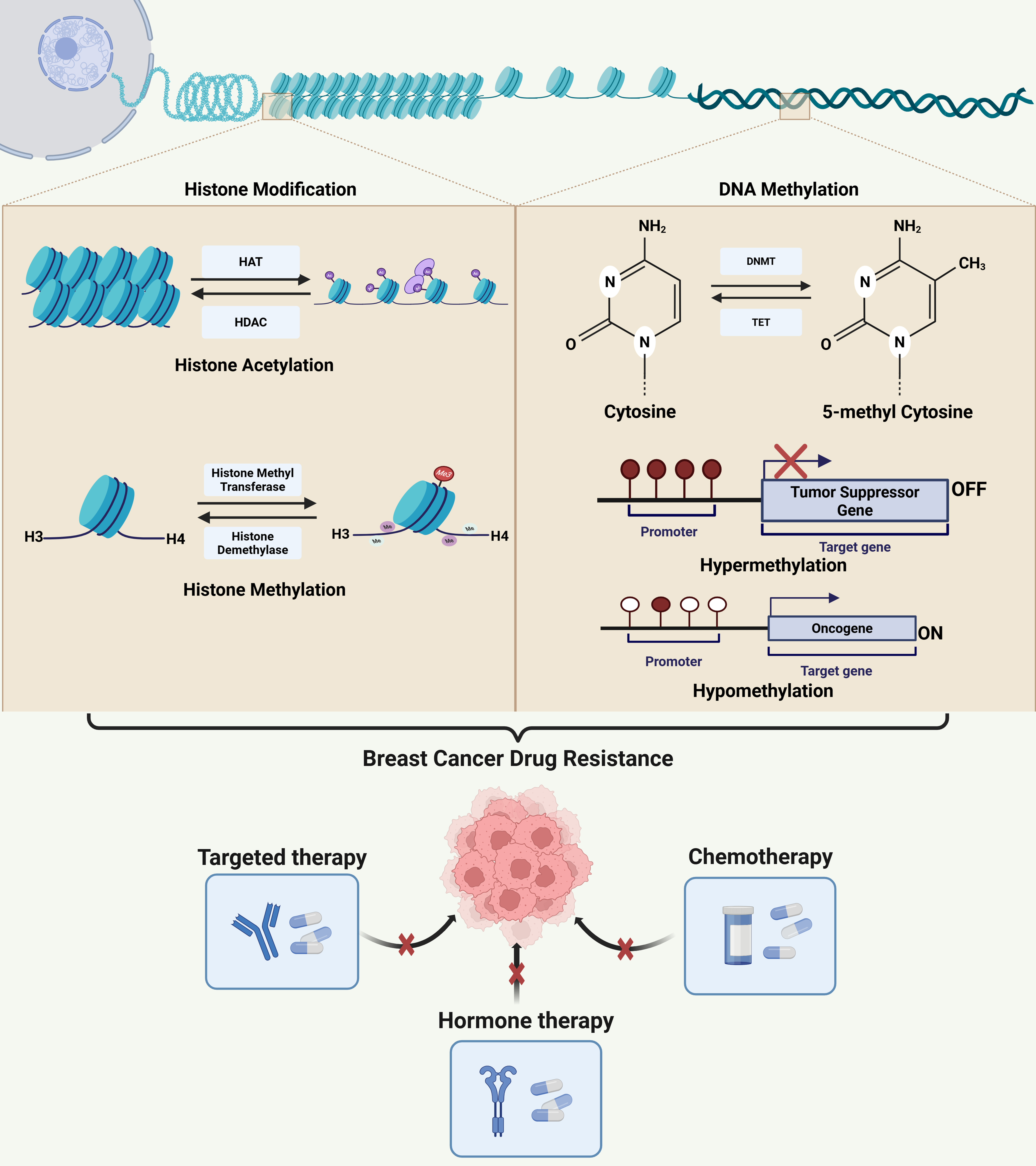 Decoding breast cancer treatment resistance through genetic, epigenetic, and immune-regulatory mechanisms: from molecular insights to translational perspectives